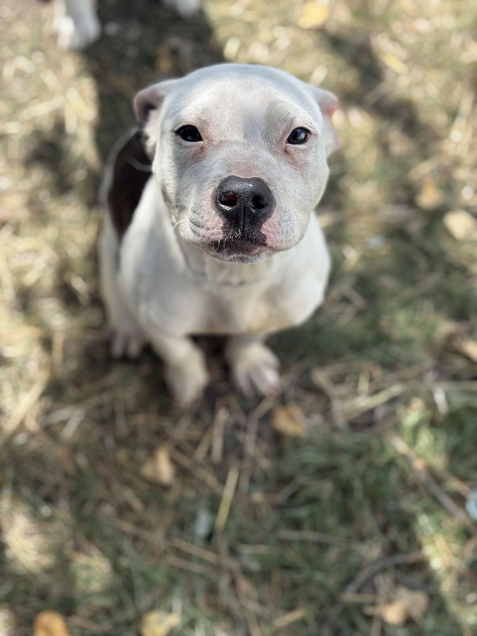 Enlarge River (CP), a Adoptable Pit Bull Terrier in Livonia, MI image 2/3