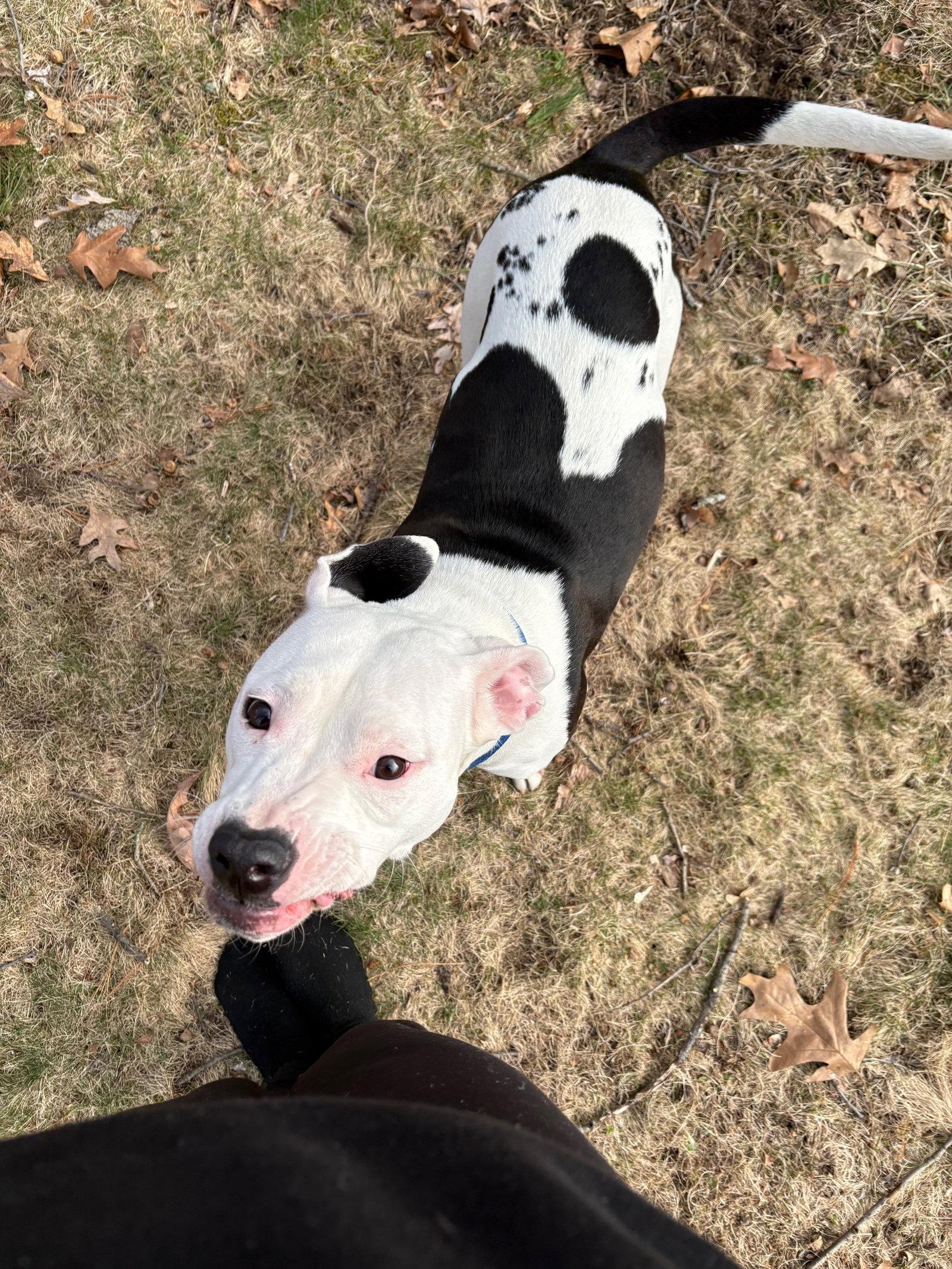 Enlarge River (CP), a Adoptable Pit Bull Terrier in Livonia, MI image 3/3