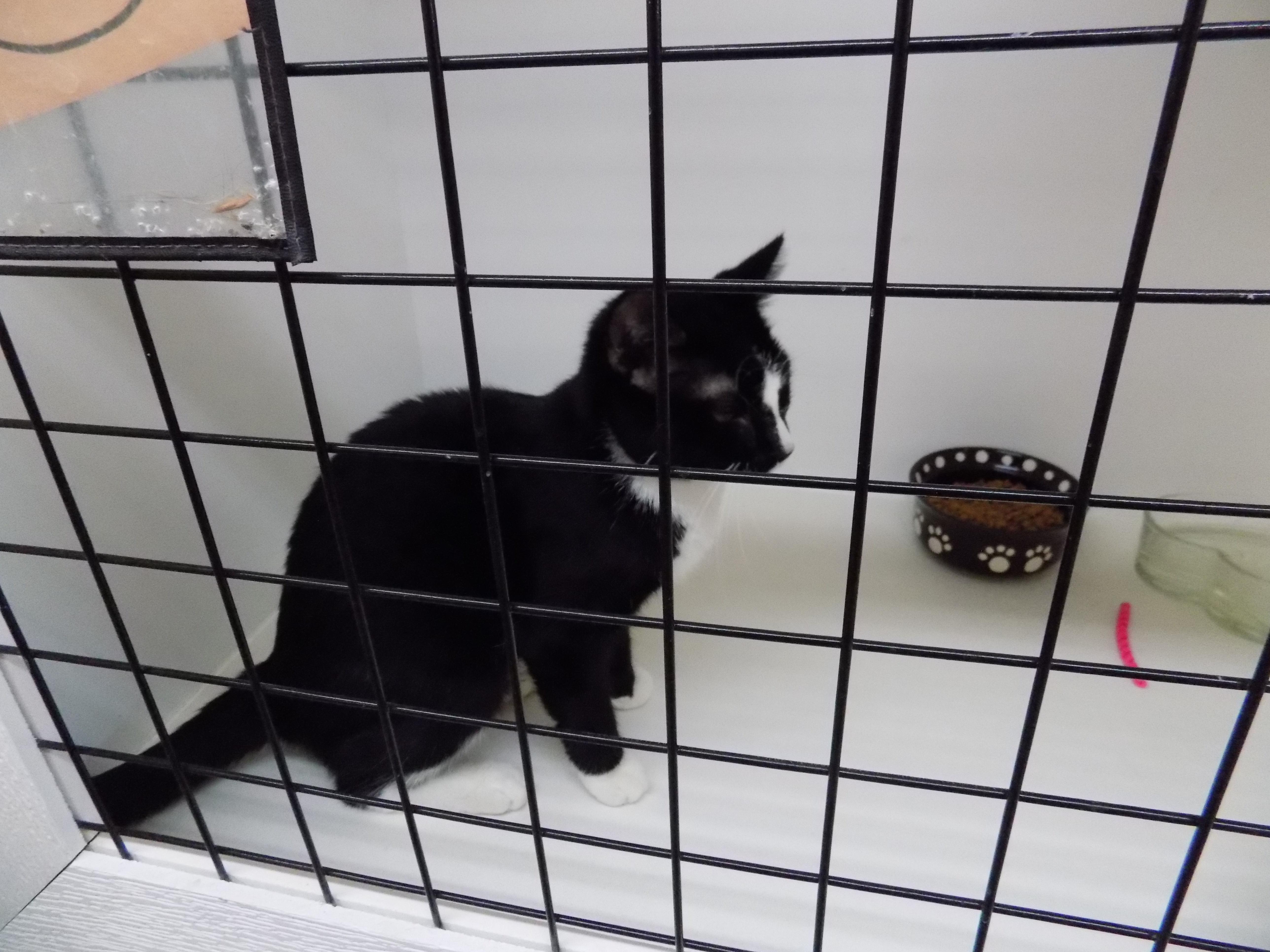 Pepper, Adoptable, Young Male Domestic Short Hair.