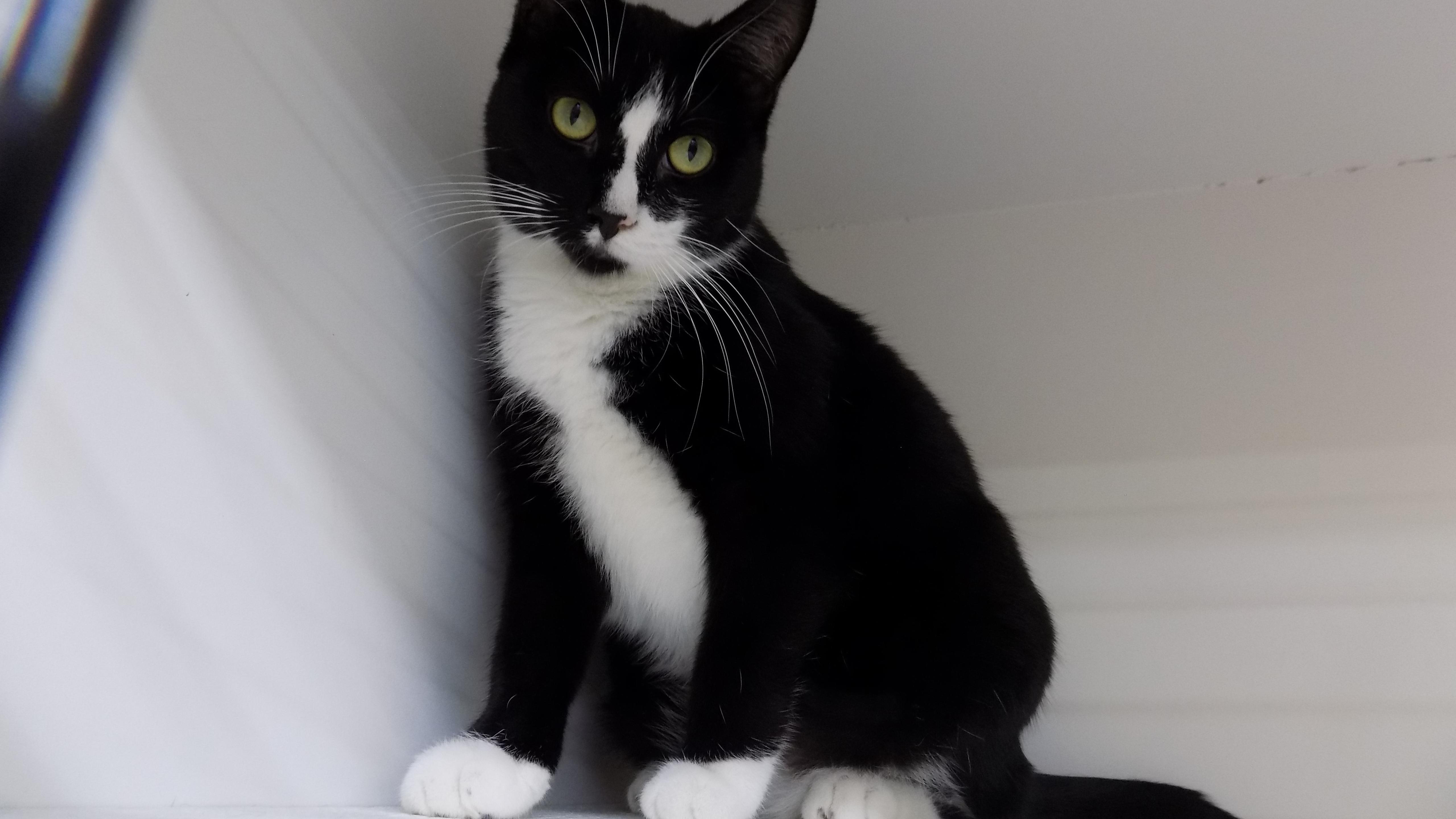 Pepper, a Adoptable Domestic Short Hair in Savanna, IL image 5/5