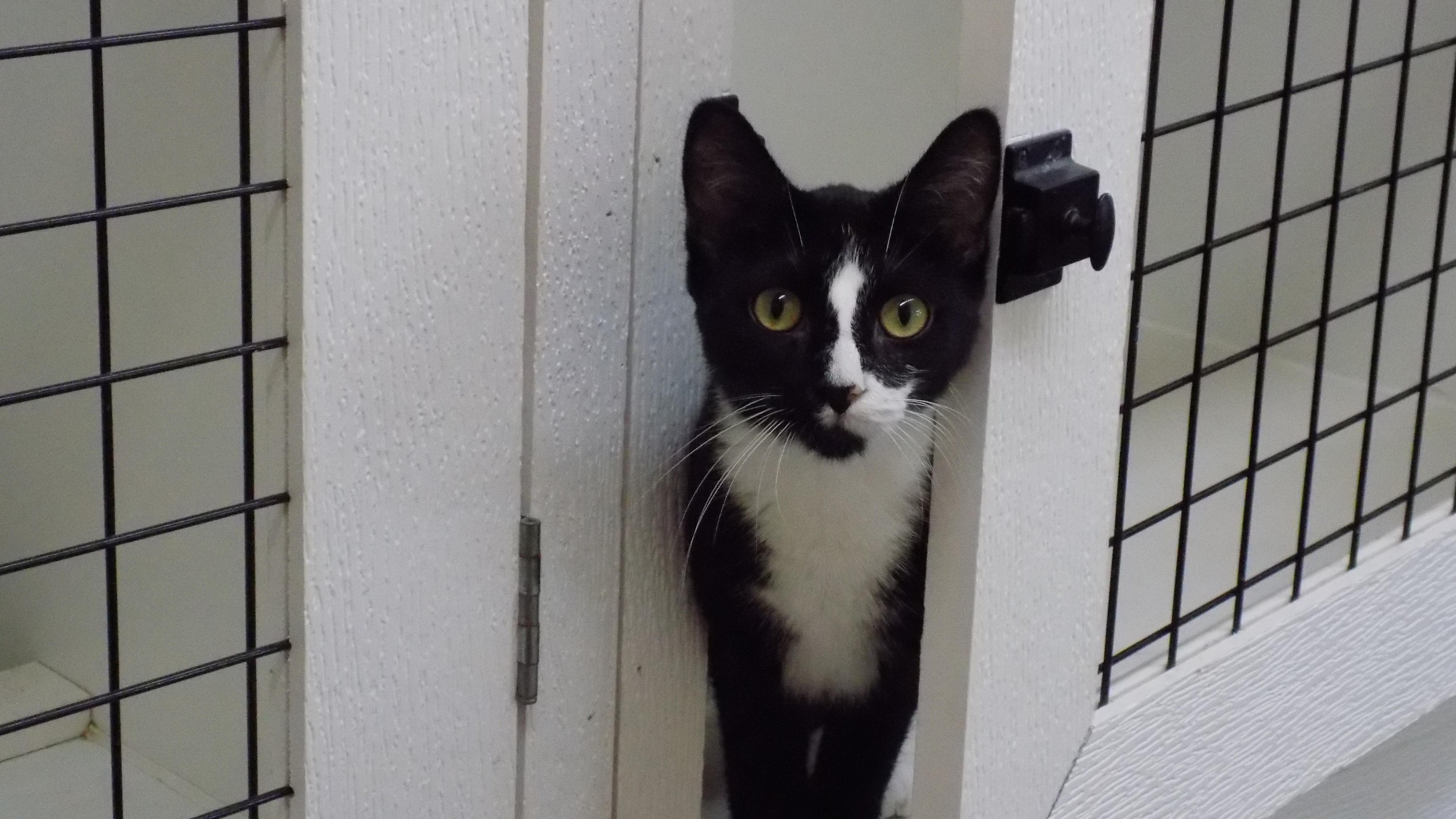 Pepper, a Adoptable Domestic Short Hair in Savanna, IL image 1/5