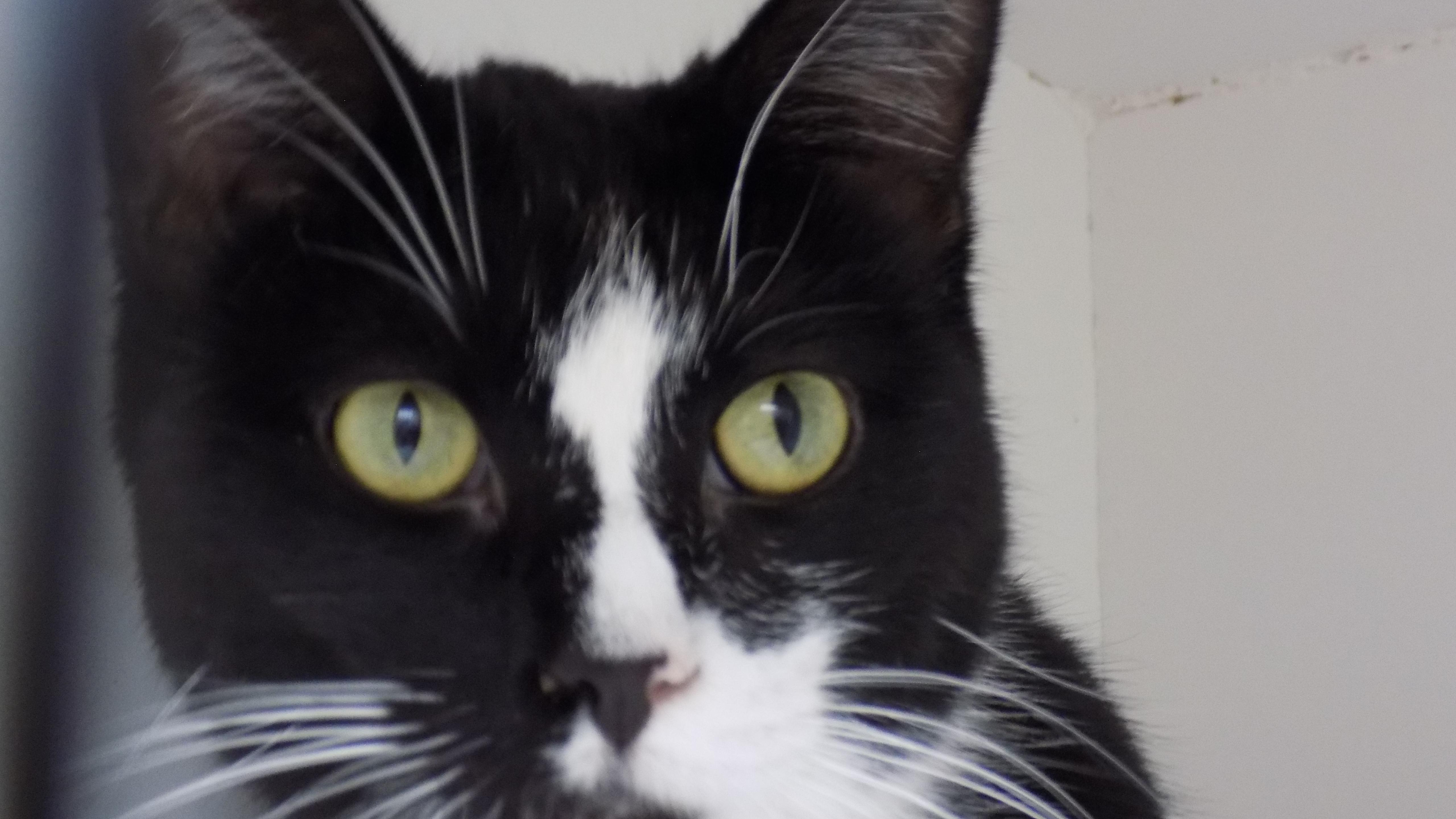 Pepper, a Adoptable Domestic Short Hair in Savanna, IL image 4/5