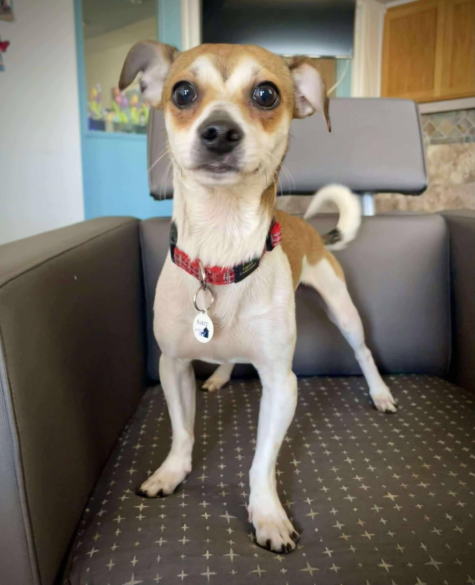 Butterbean, Young Male Chihuahua