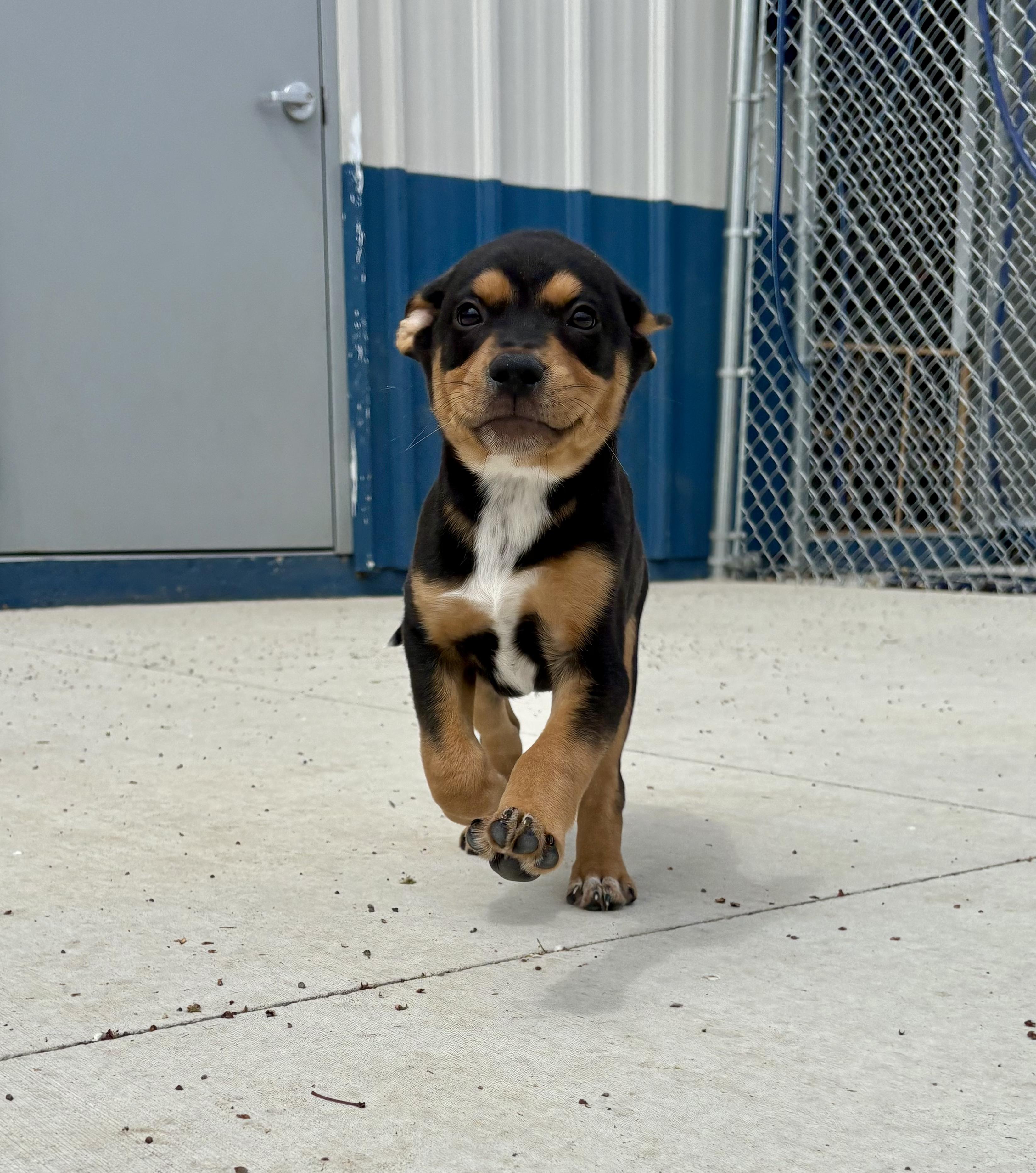 Enlarge Marco, an adopted mixed breed in Kalamazoo, MI image 4/6