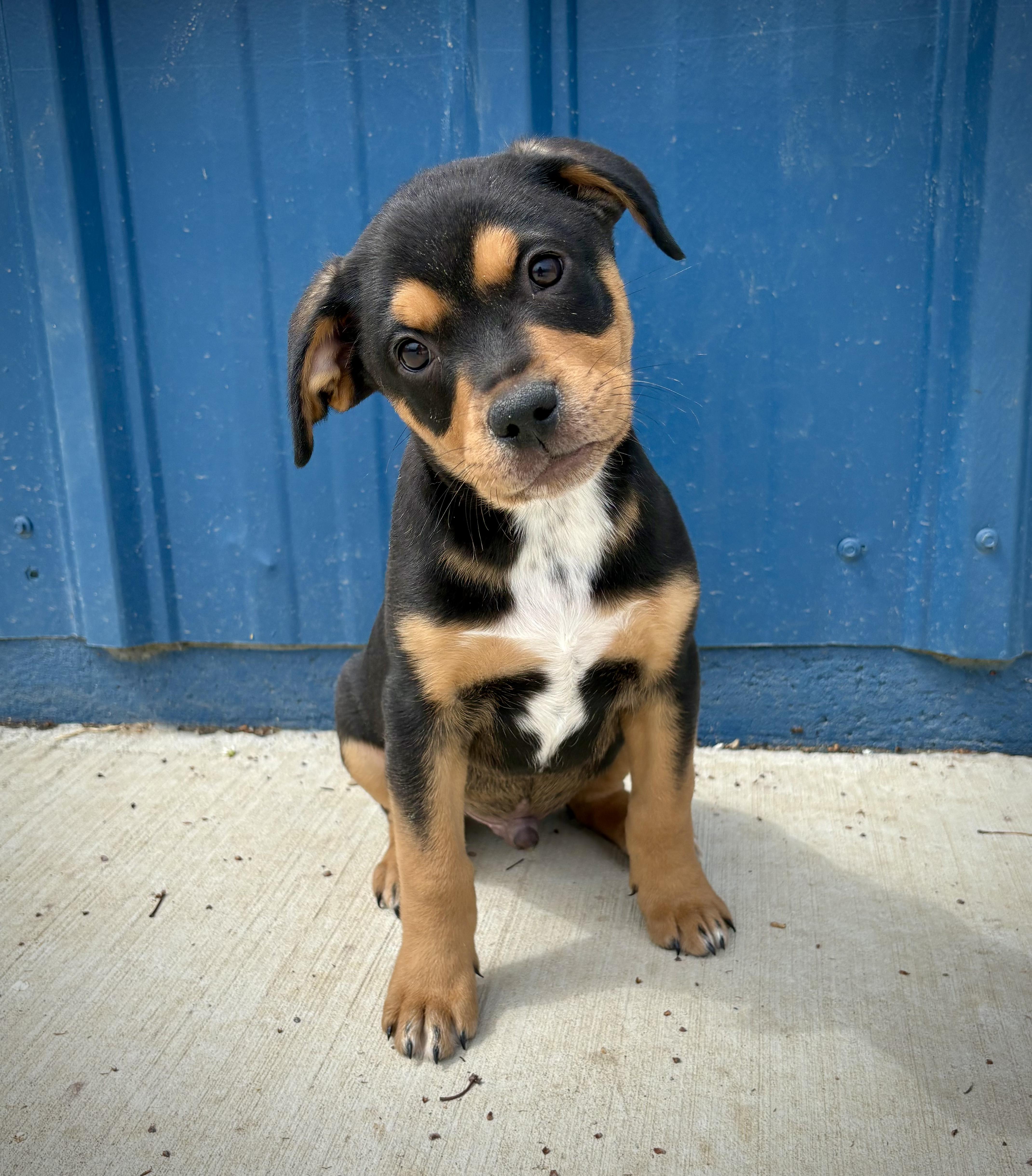 Enlarge Marco, an adopted mixed breed in Kalamazoo, MI image 1/6