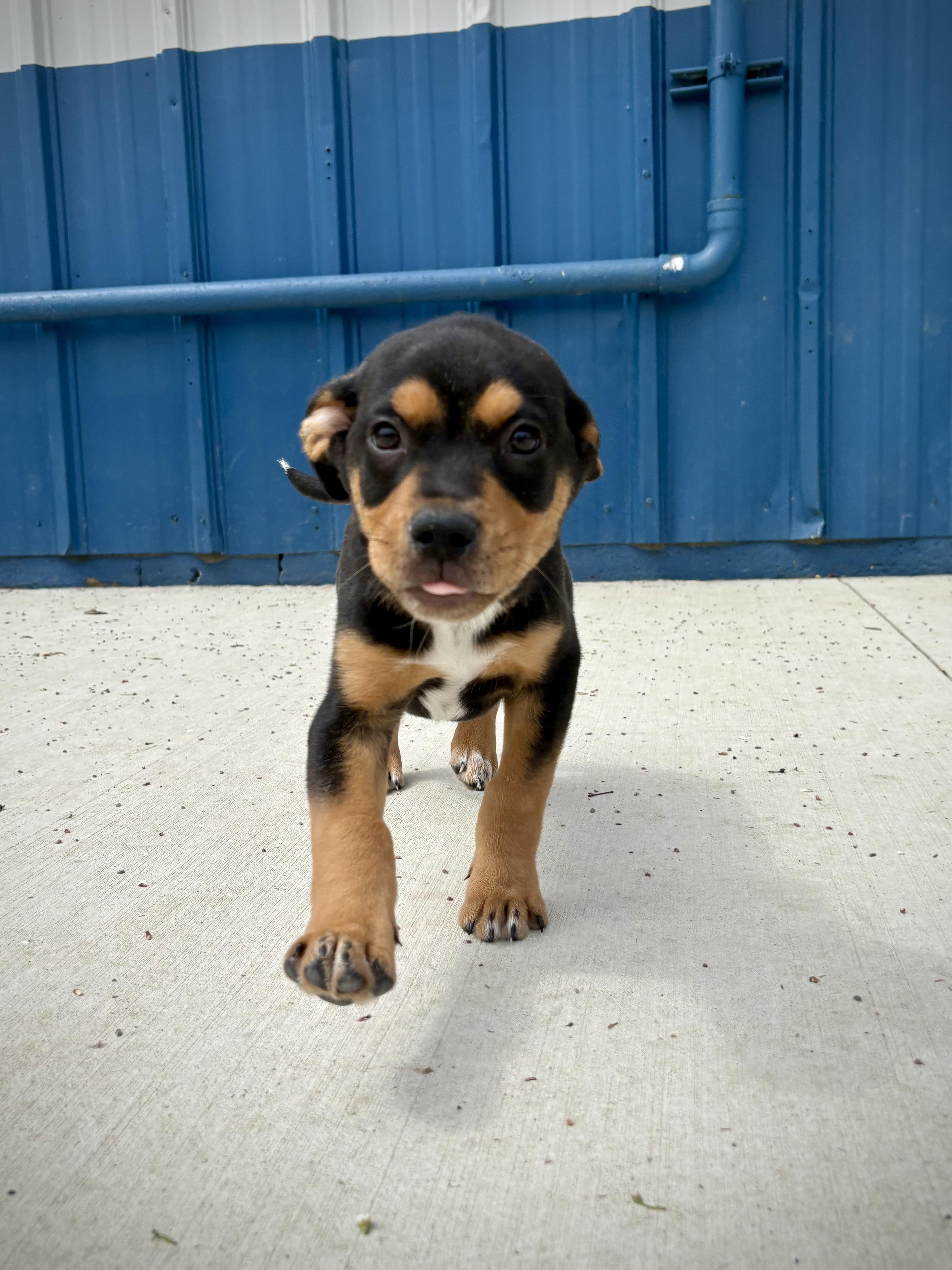 Enlarge Marco, an adopted mixed breed in Kalamazoo, MI image 6/6