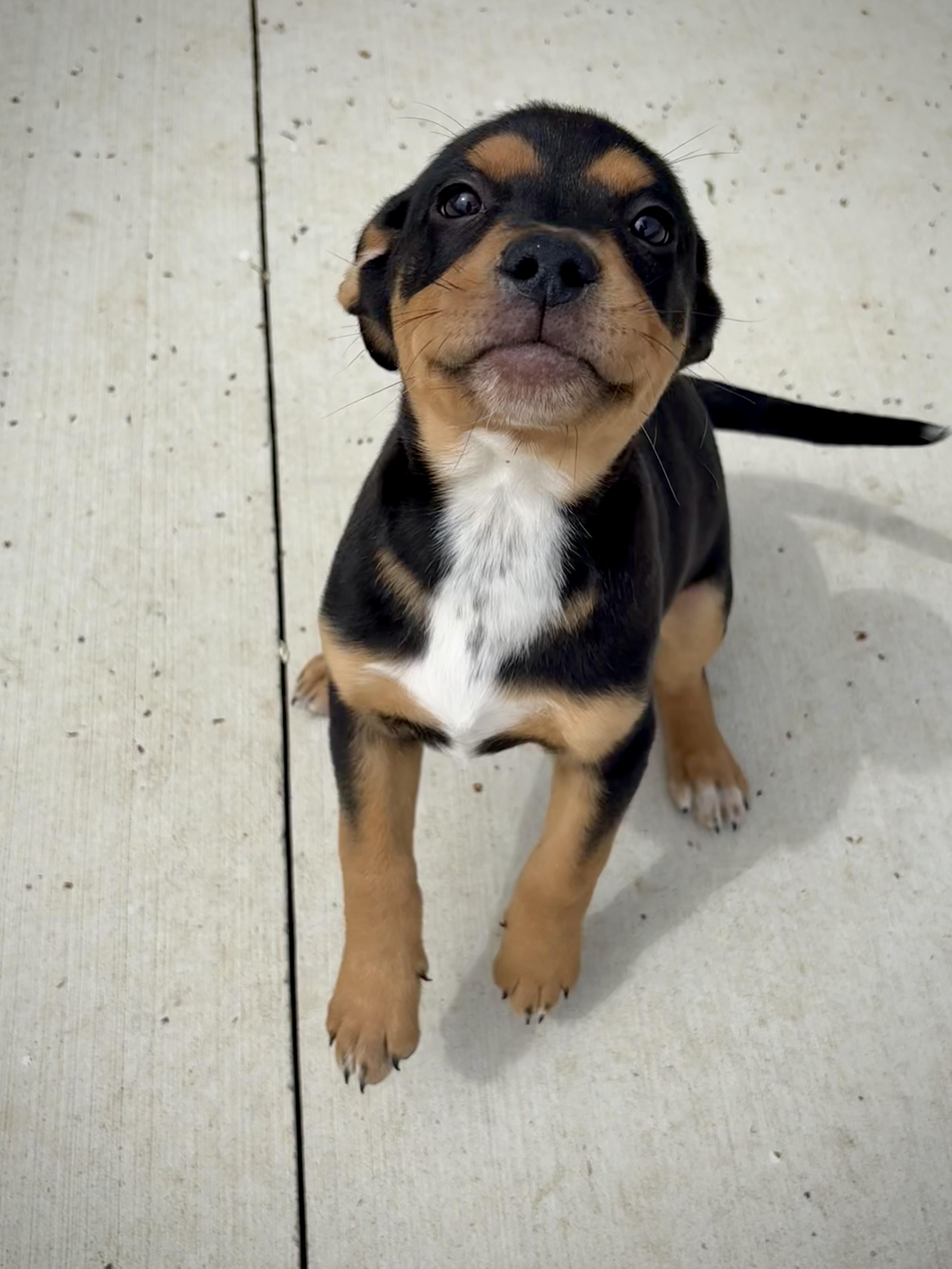 Enlarge Marco, an adopted mixed breed in Kalamazoo, MI image 3/6