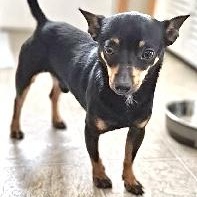 Enlarge Pepper, a ADOPTABLE mixed breed in Nerstrand, MN image 1/3