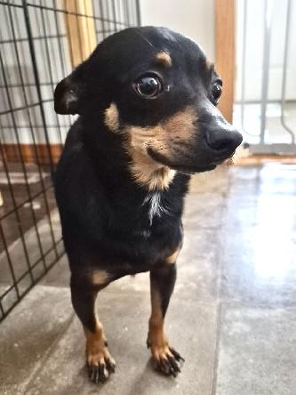 Enlarge Pepper, a ADOPTABLE mixed breed in Nerstrand, MN image 3/3