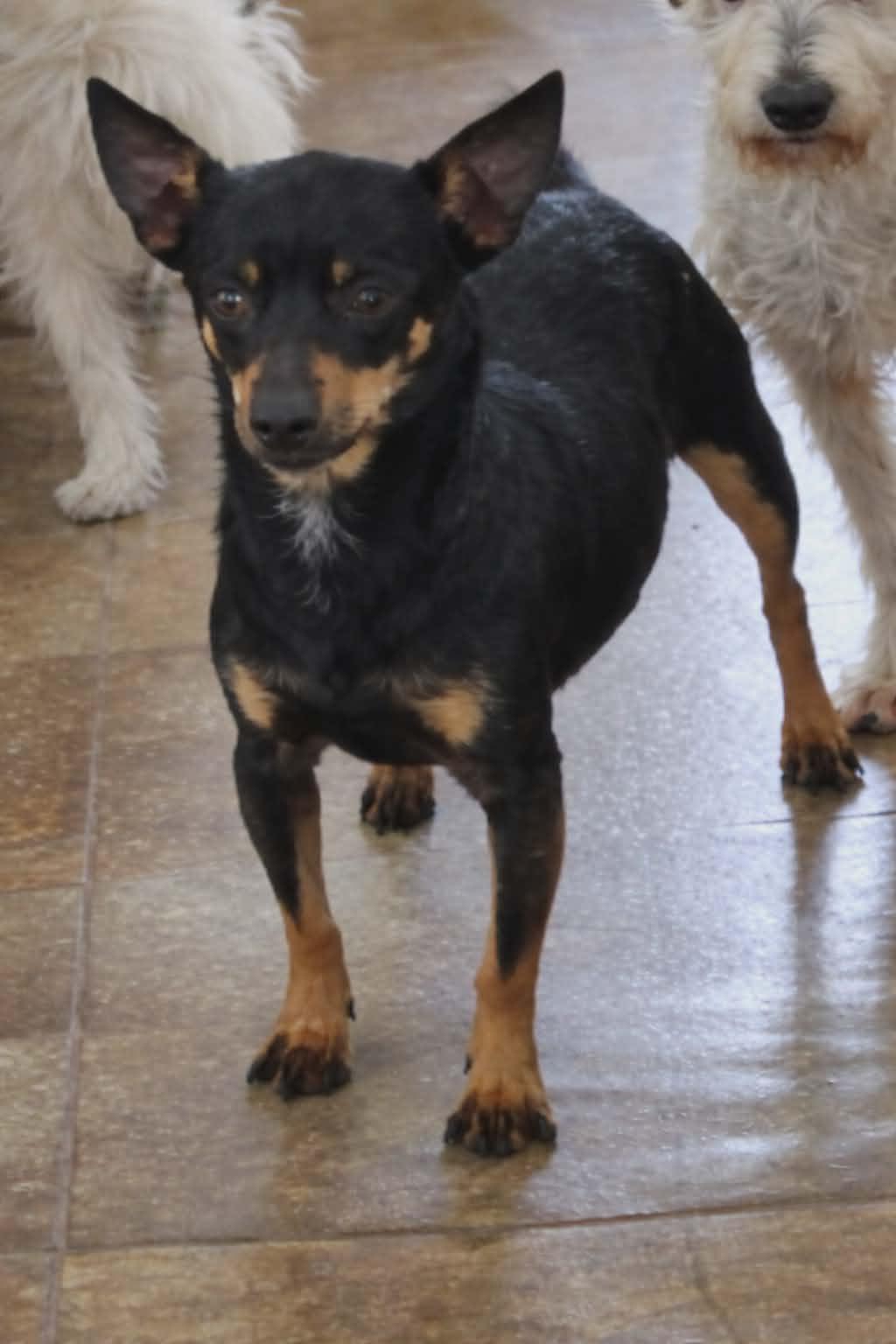 Enlarge Pepper, a ADOPTABLE mixed breed in Nerstrand, MN image 2/3