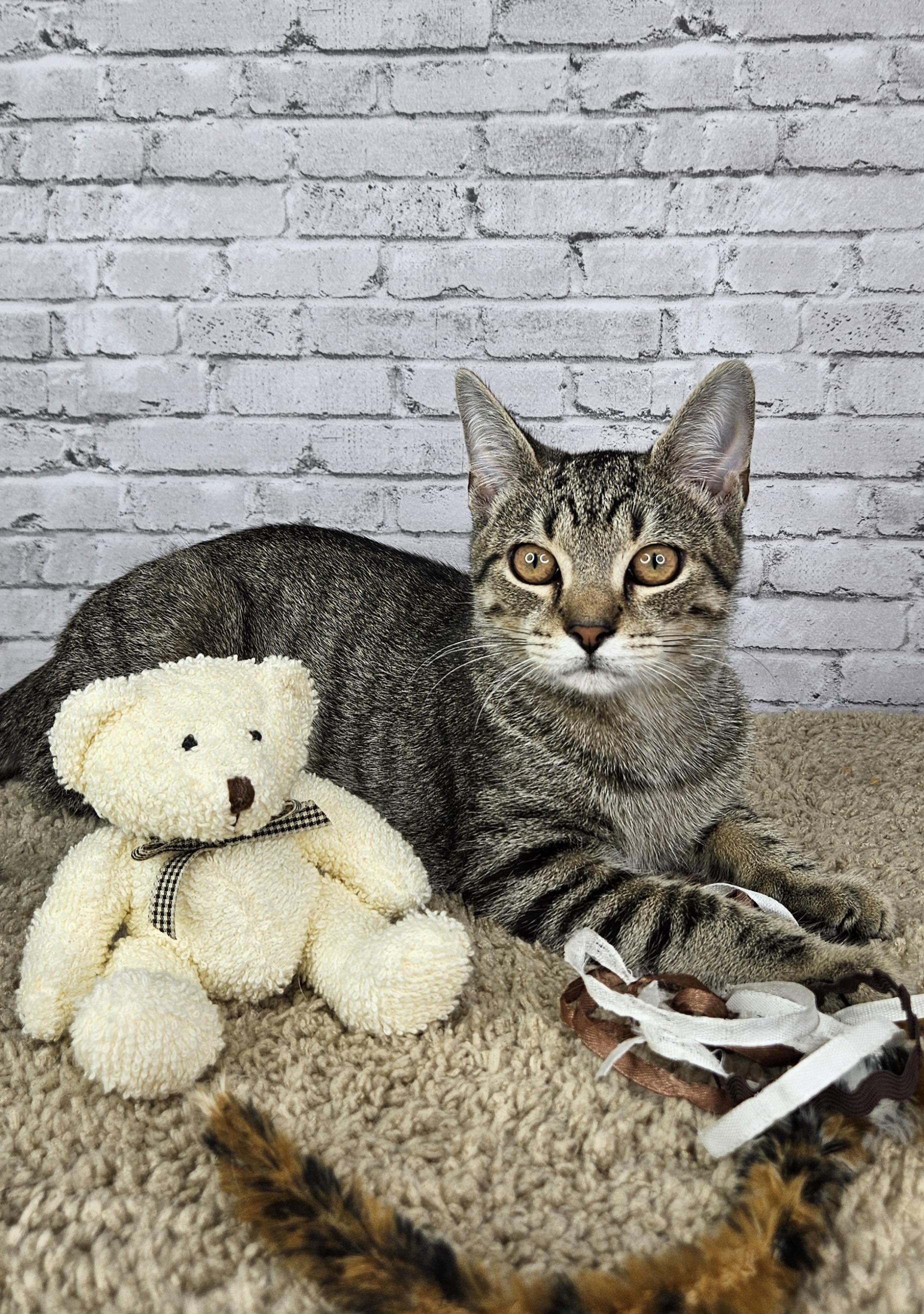 Julio, Adoptable, Young Male Tabby.