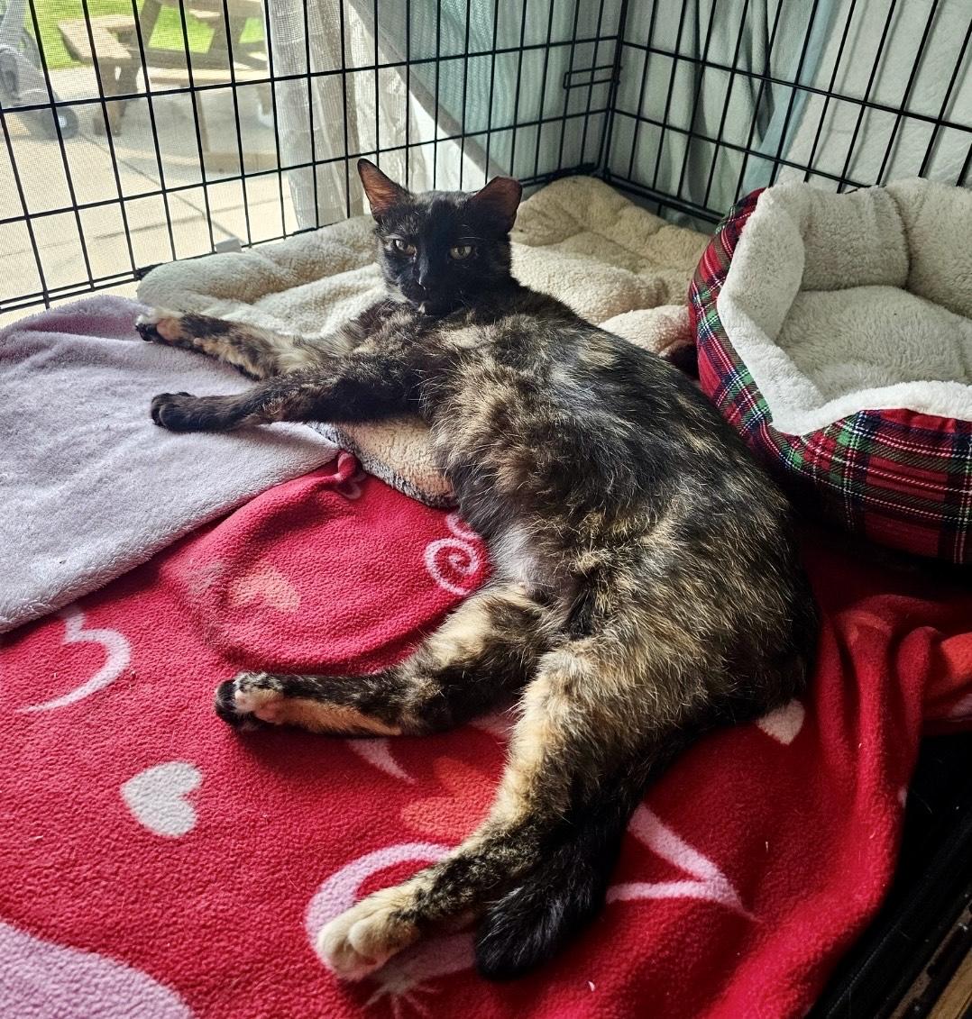 Camila, a Adoptable Domestic Short Hair in Milwaukee, WI image 6/6