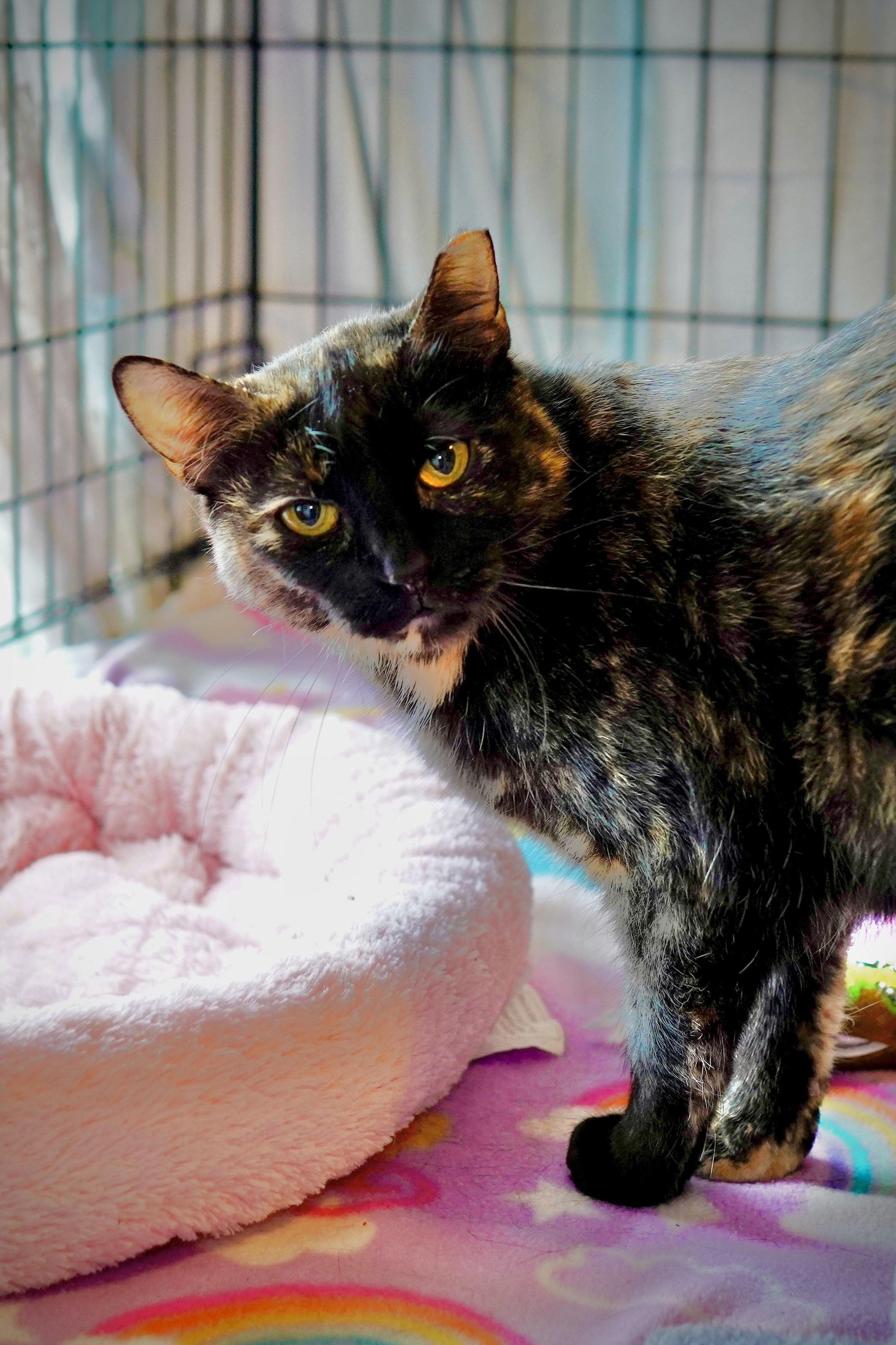 Camila, a Adoptable Domestic Short Hair in Milwaukee, WI image 1/6
