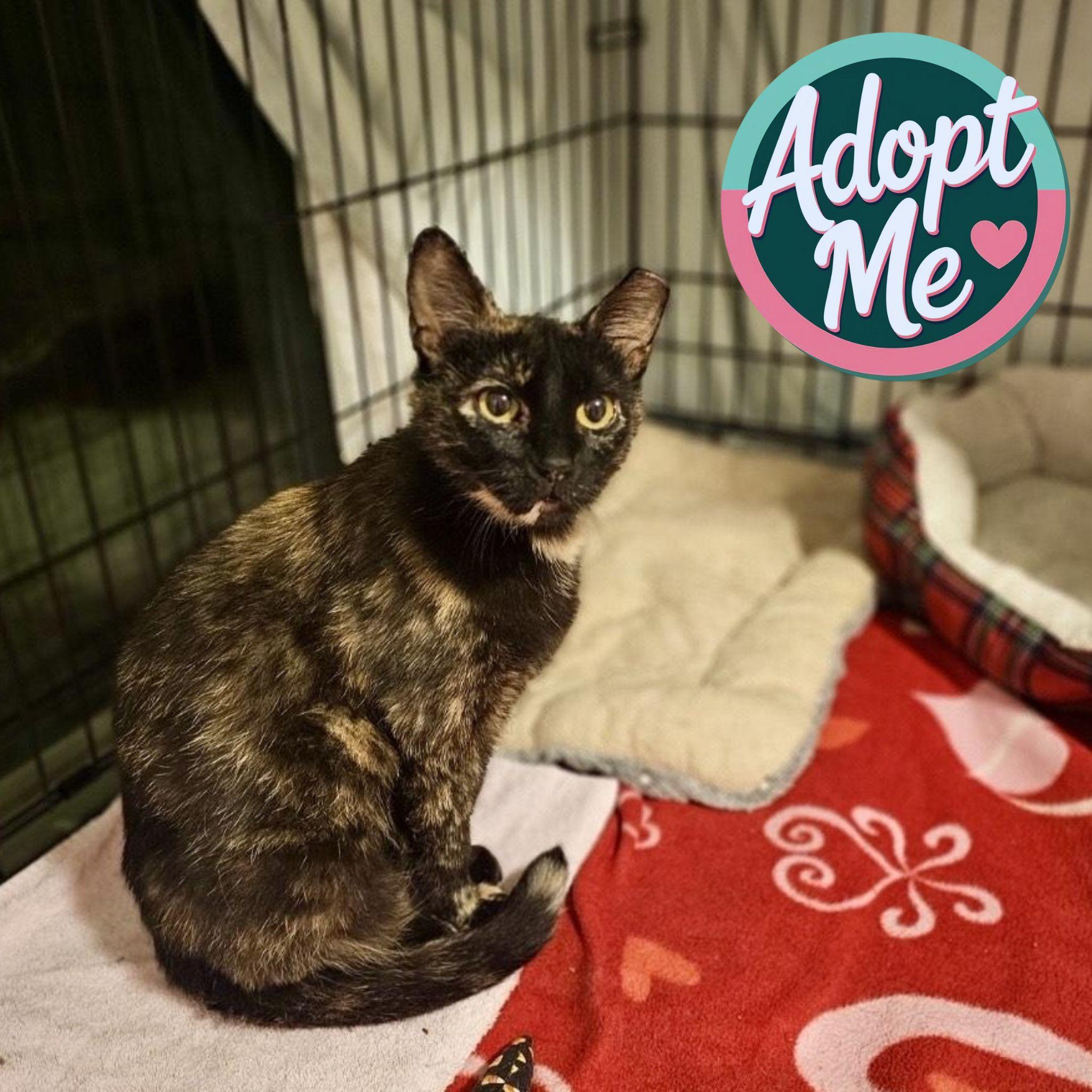 Camila, Young Female Domestic Short Hair