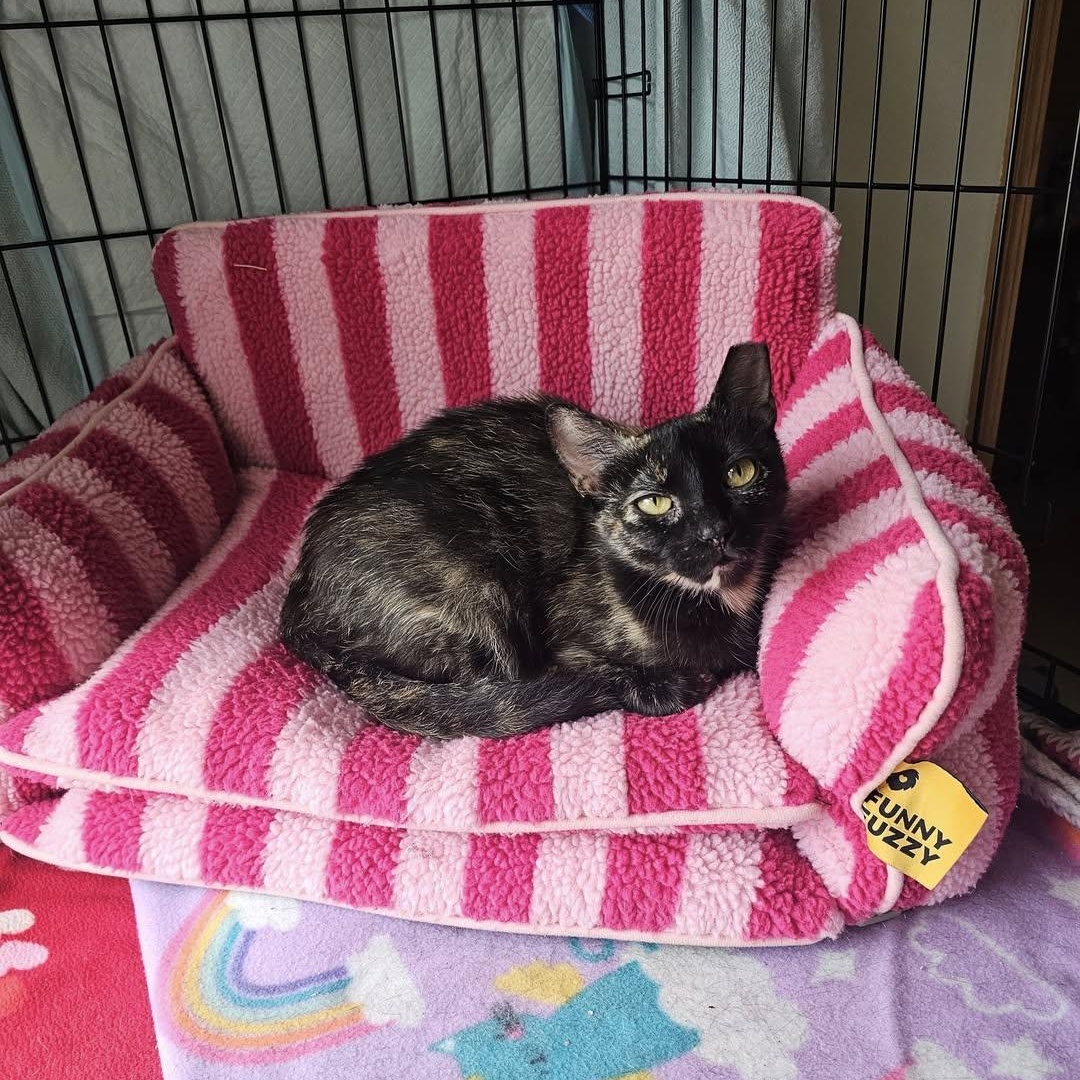 Camila, a Adoptable Domestic Short Hair in Milwaukee, WI image 2/6