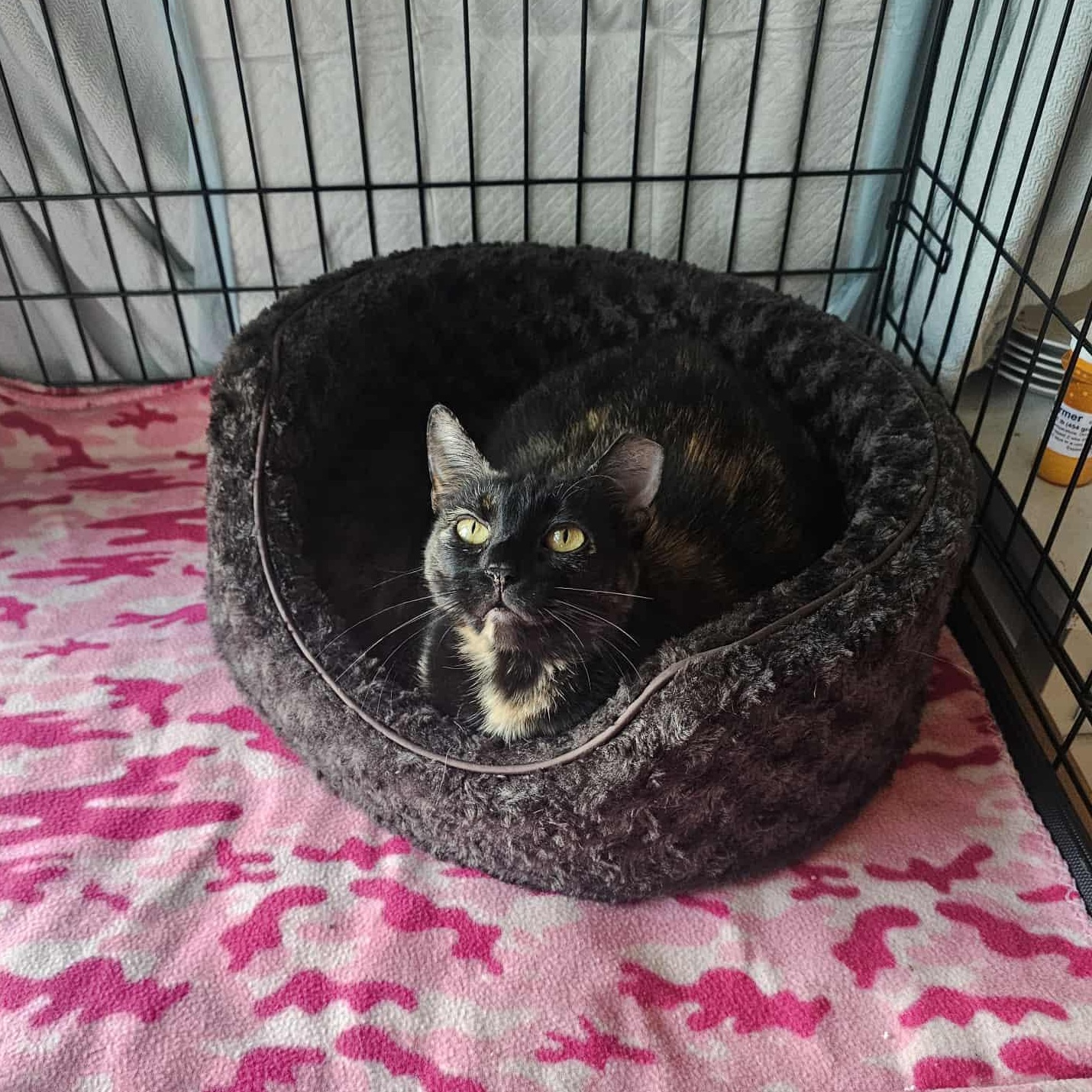 Camila, a Adoptable Domestic Short Hair in Milwaukee, WI image 4/6