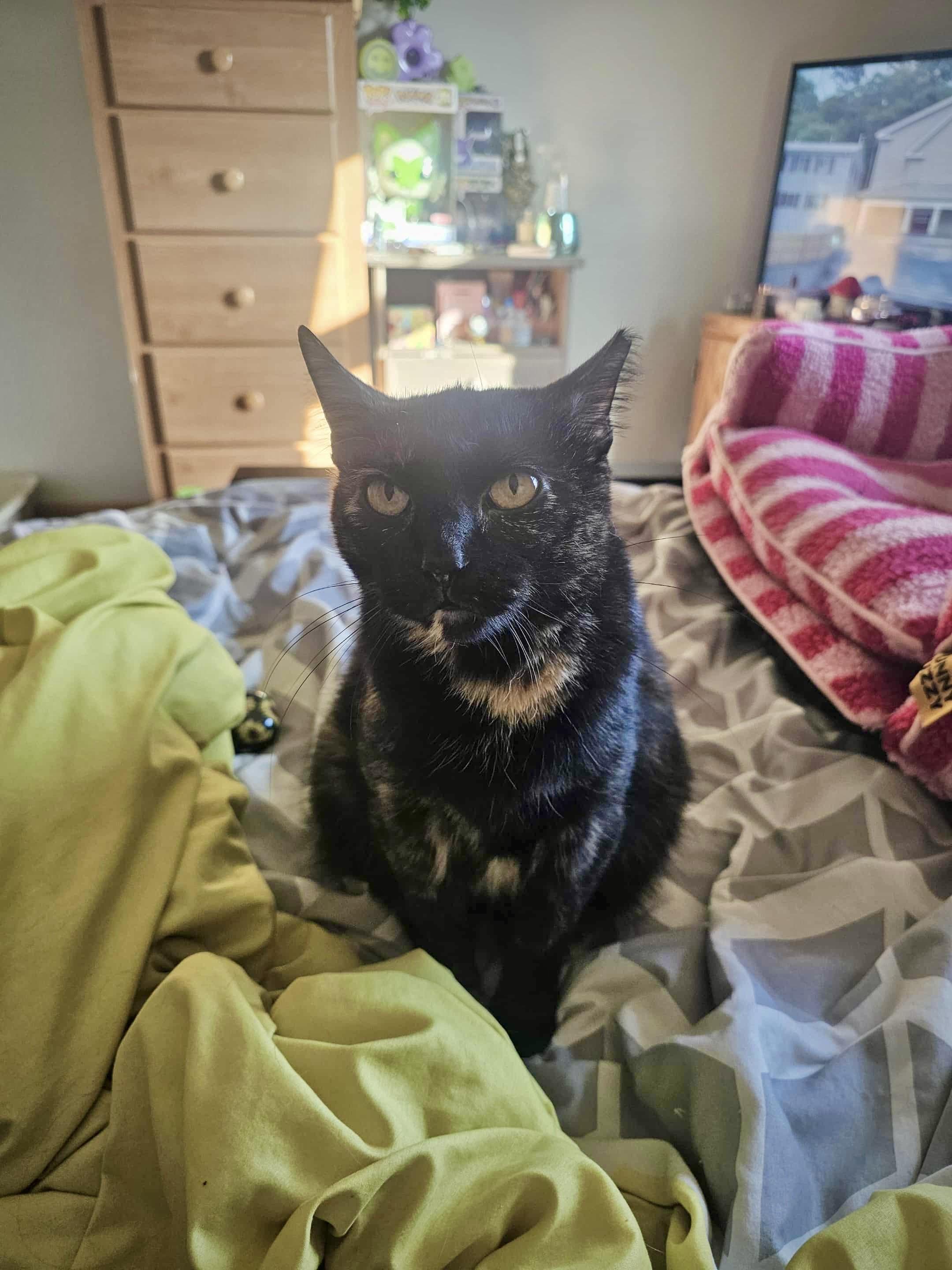 Camila, a Adoptable Domestic Short Hair in Milwaukee, WI image 5/6