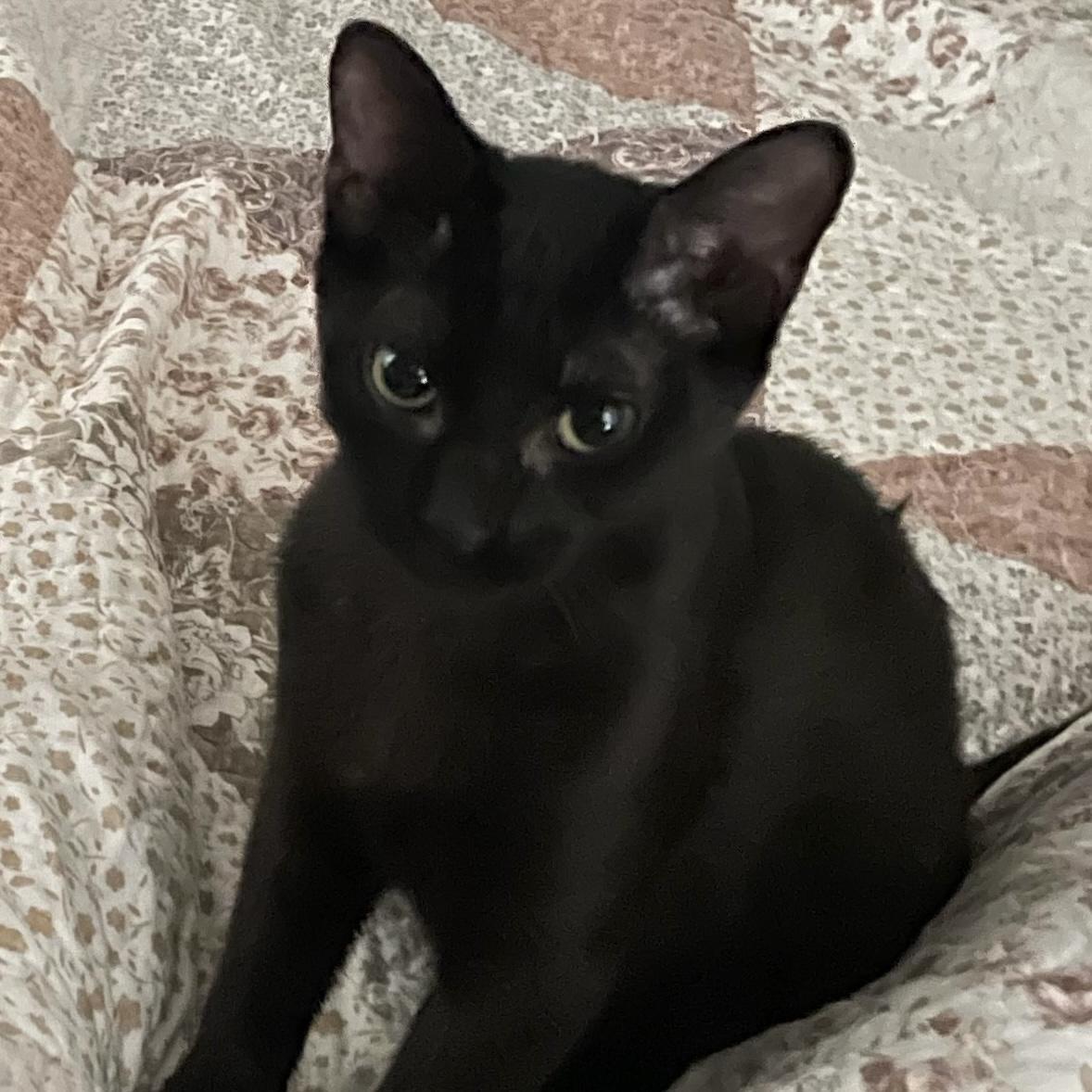 Gale, Adoptable, Young Male Domestic Short Hair.