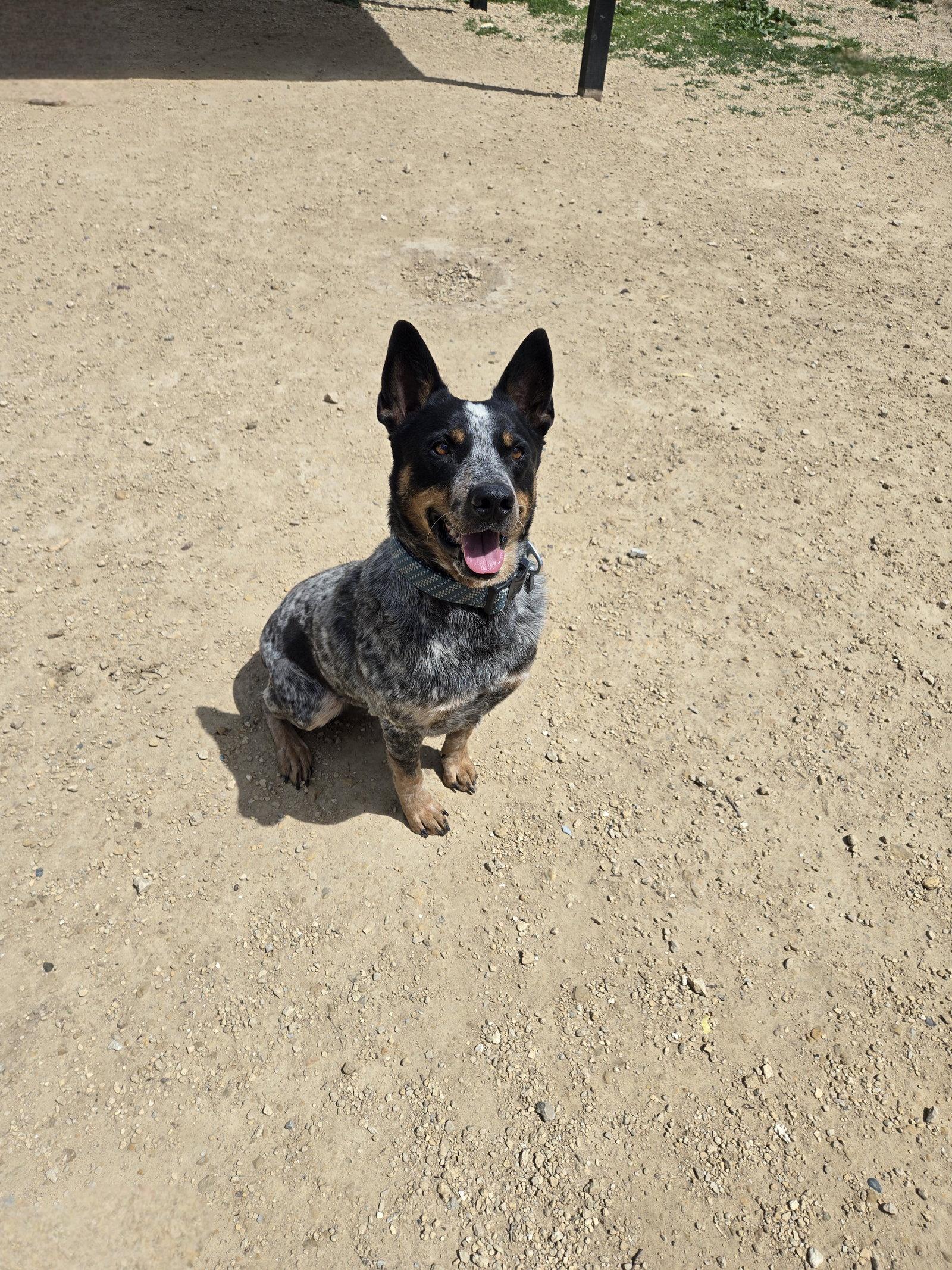 Laredo, Adoptable, Adult Male Australian Cattle Dog / Blue Heeler.
