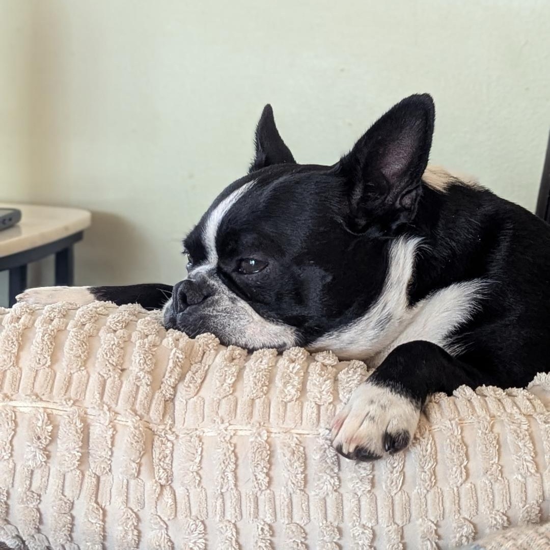 Eva in MO, a ADOPTABLE Boston Terrier in Springfield, MO image 4/4