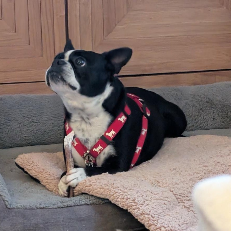 Eva in MO, a ADOPTABLE Boston Terrier in Springfield, MO image 2/4