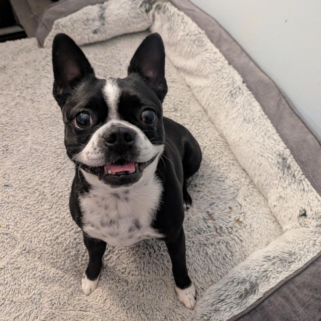 Eva in MO, a ADOPTABLE Boston Terrier in Springfield, MO image 1/4