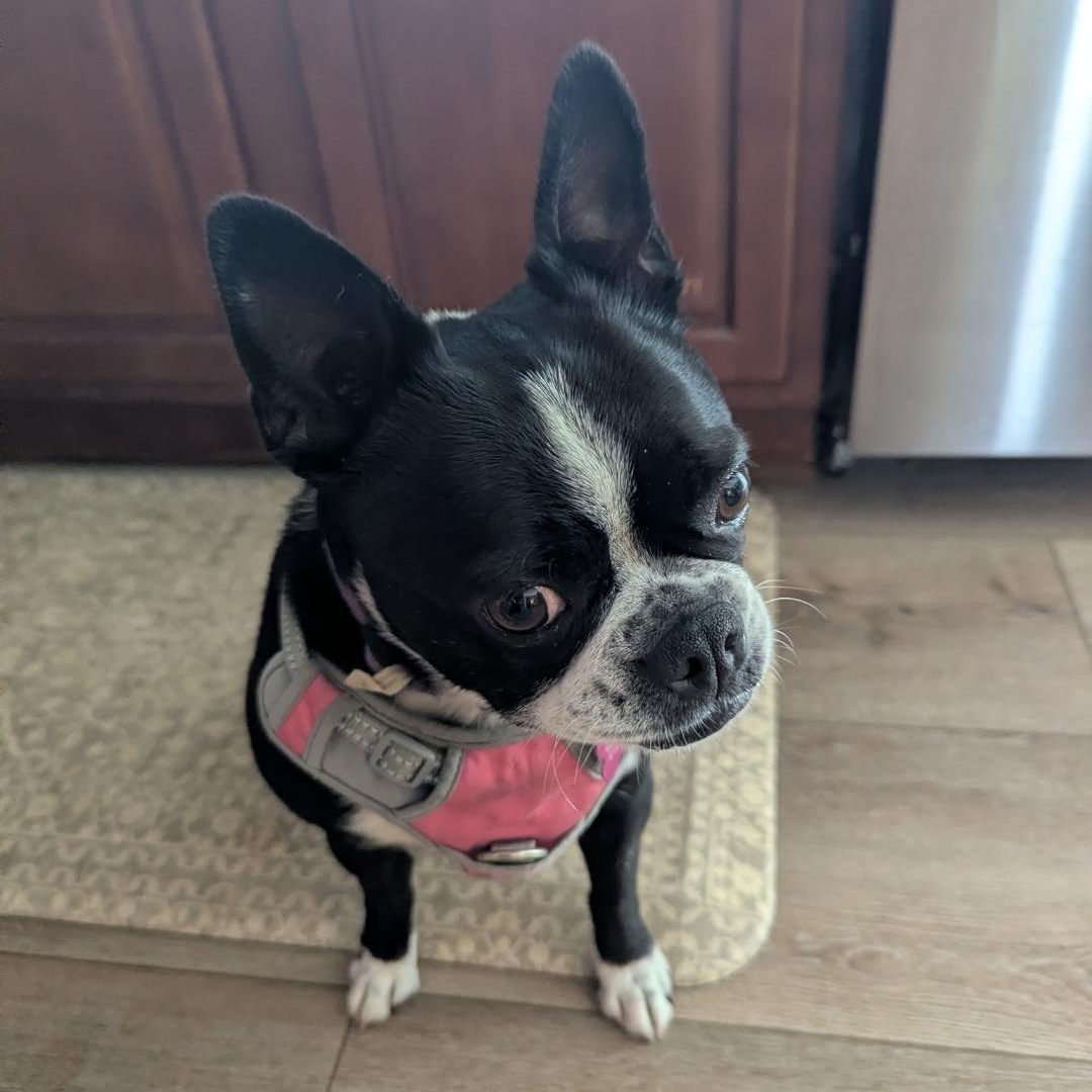 Eva in MO, a ADOPTABLE Boston Terrier in Springfield, MO image 3/4