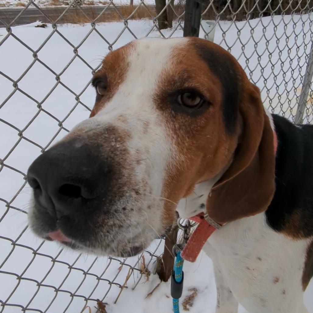 Pumba, Adoptable, Adult Male Treeing Walker Coonhound.