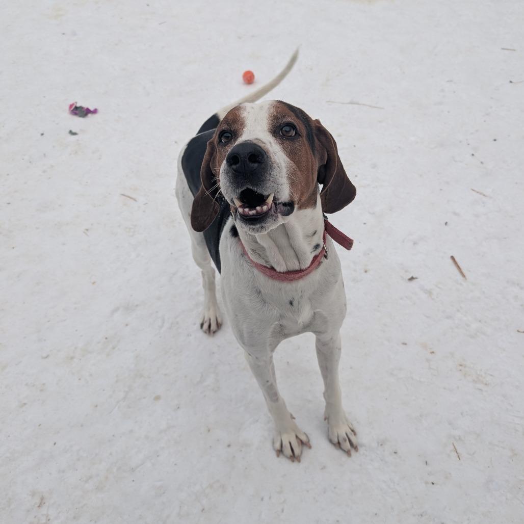 Pumba, a Adoptable Treeing Walker Coonhound in Blair, WI image 3/6