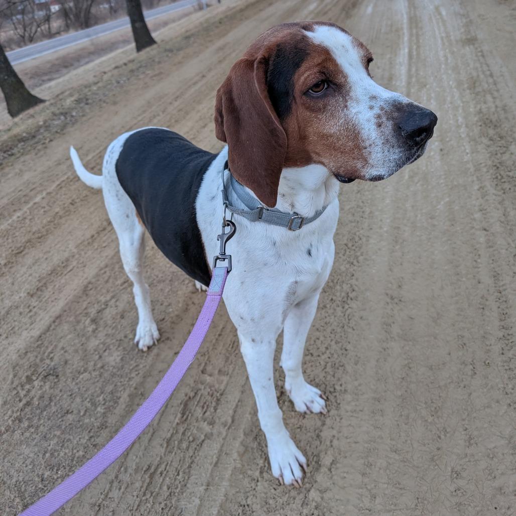 Enlarge Pumba, a Adoptable Treeing Walker Coonhound in Blair, WI image 4/6