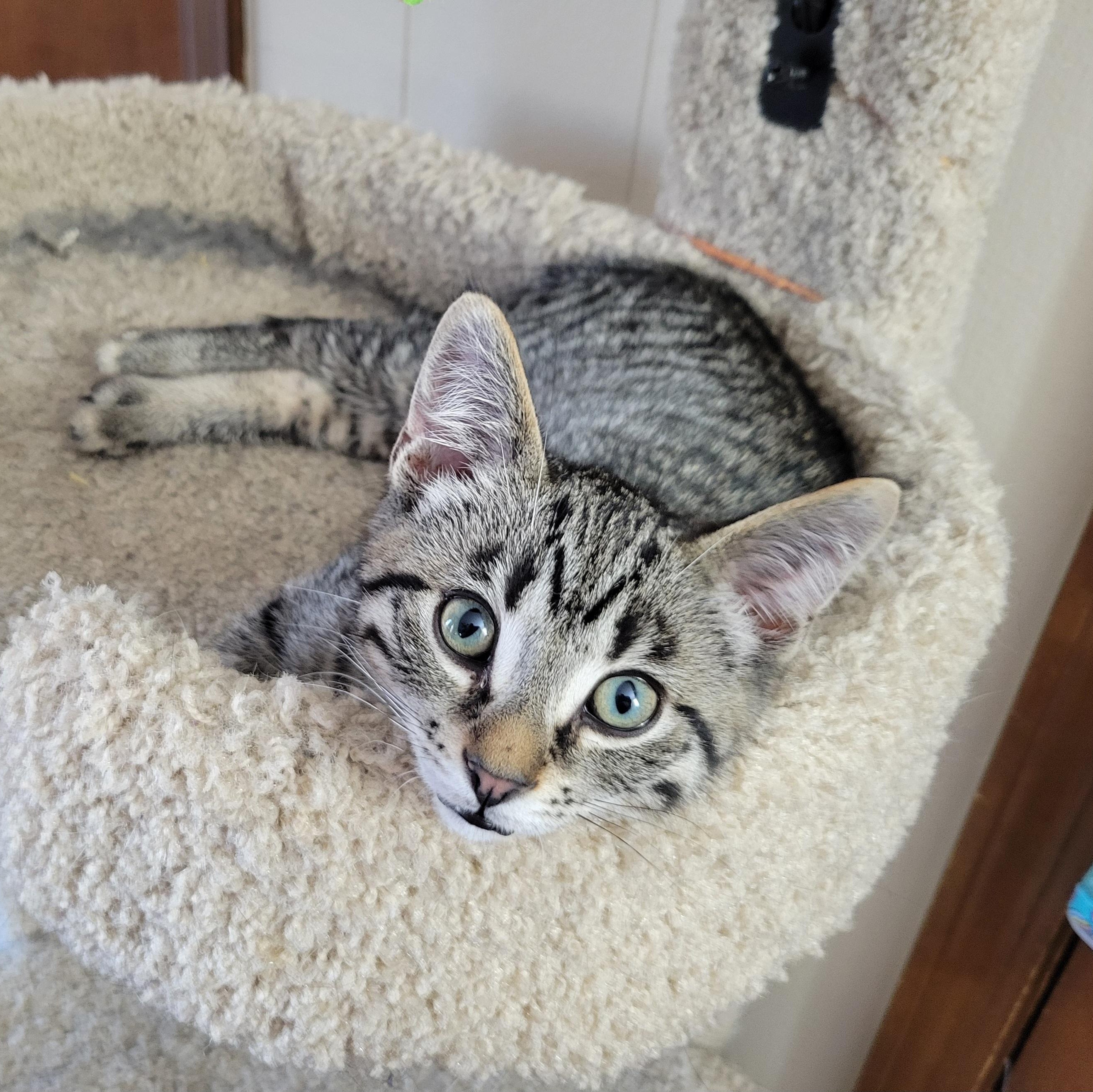 Peanut photo 3