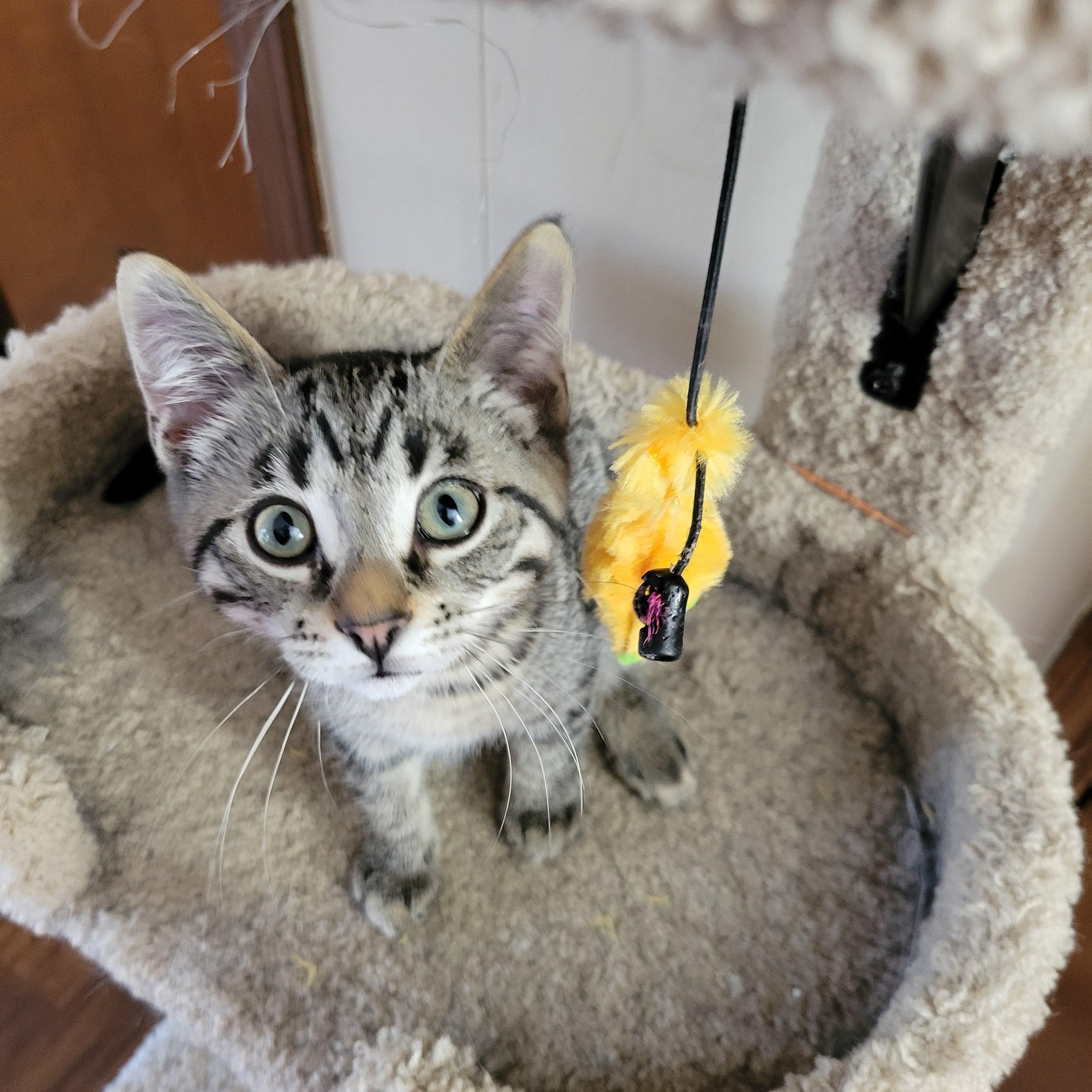 Peanut photo 1