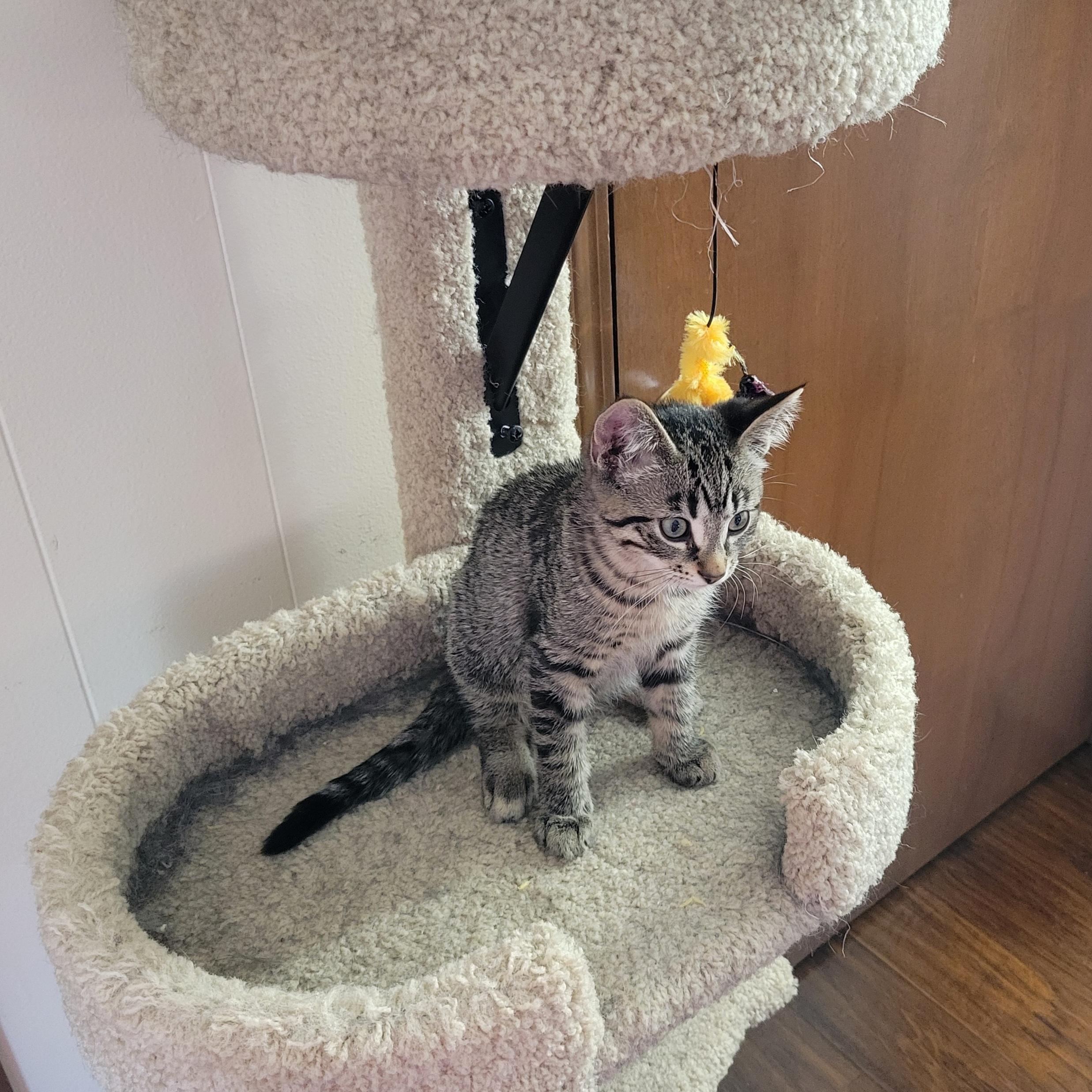 Peanut photo 2