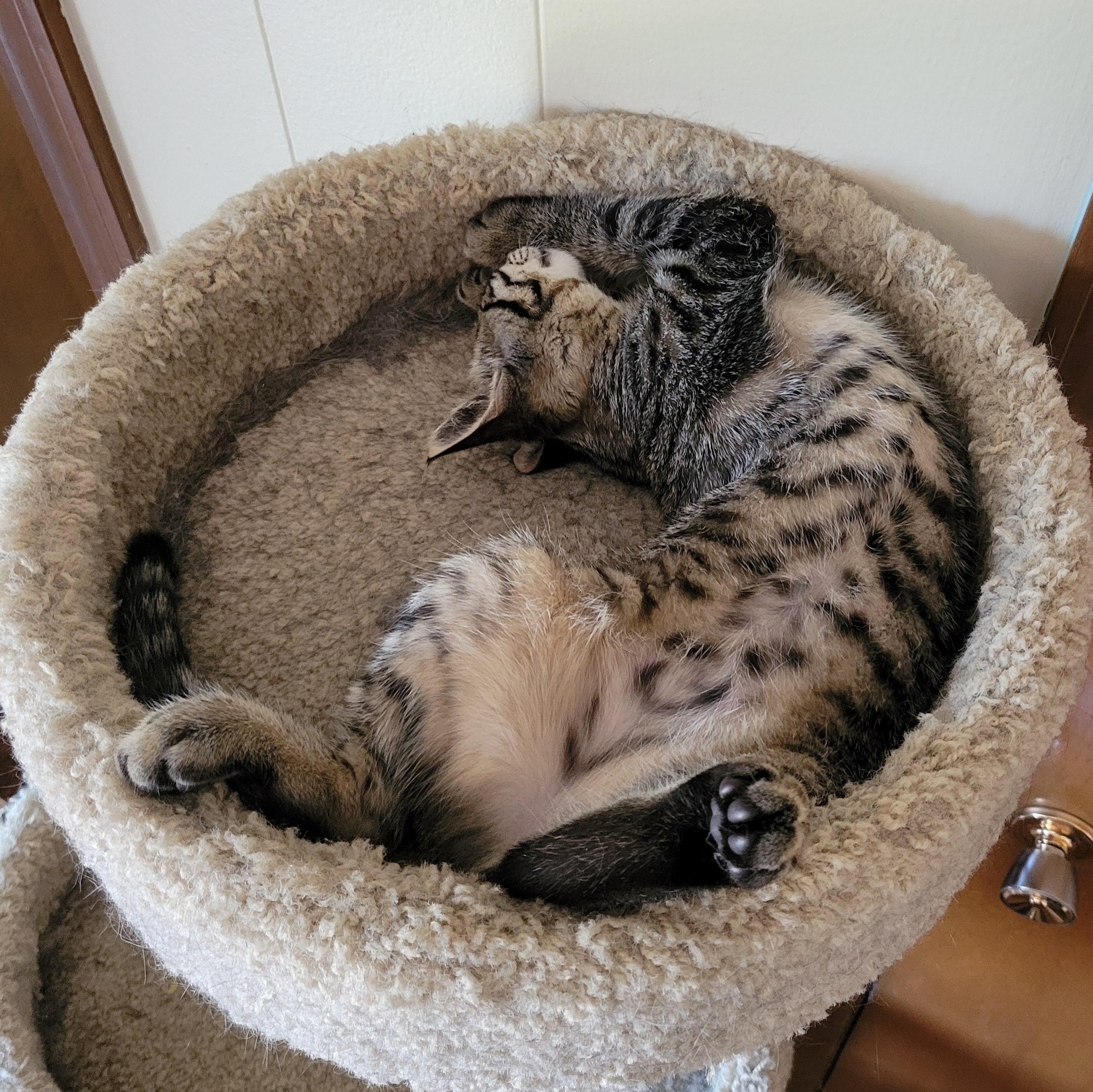 Peanut photo 4