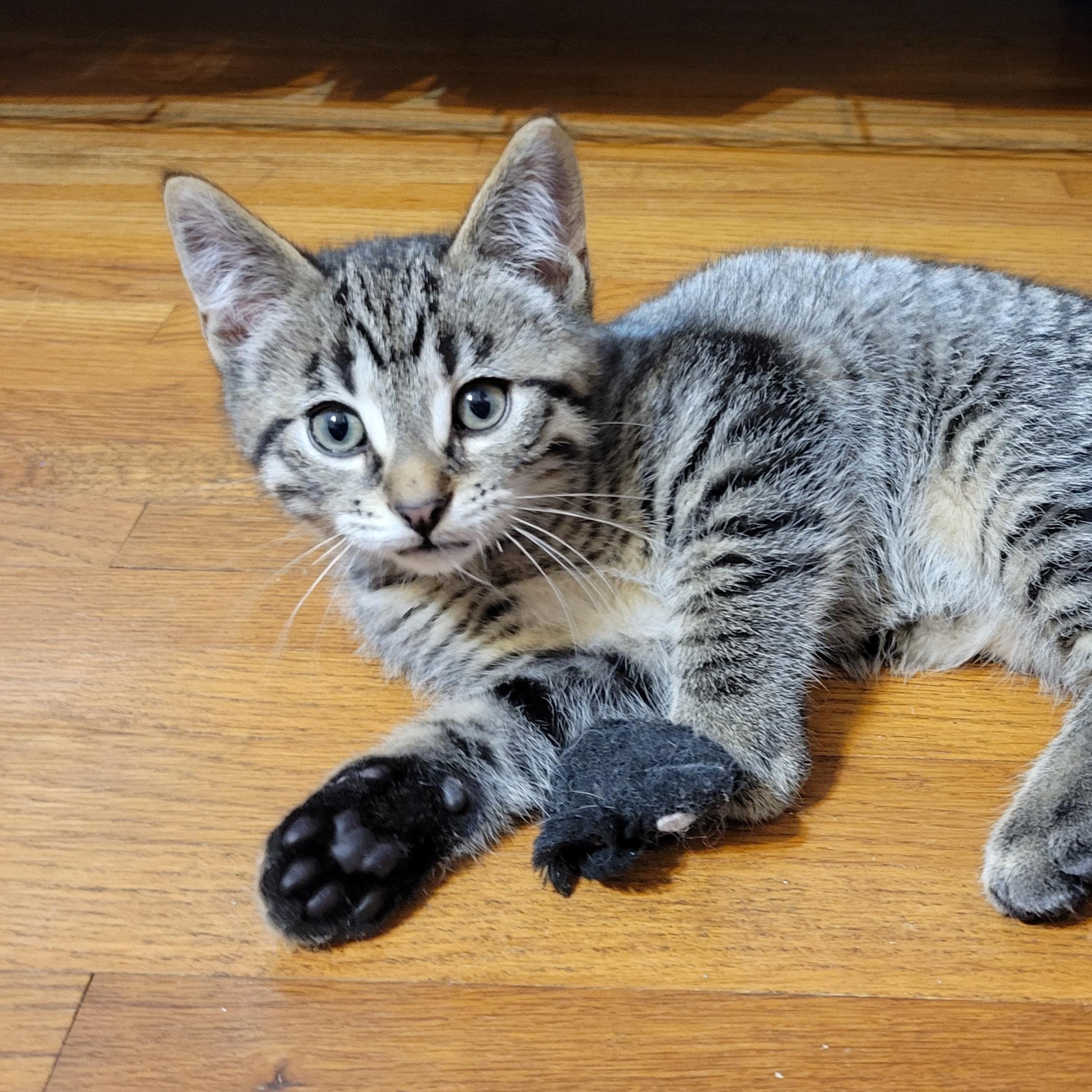 Peanut photo 5