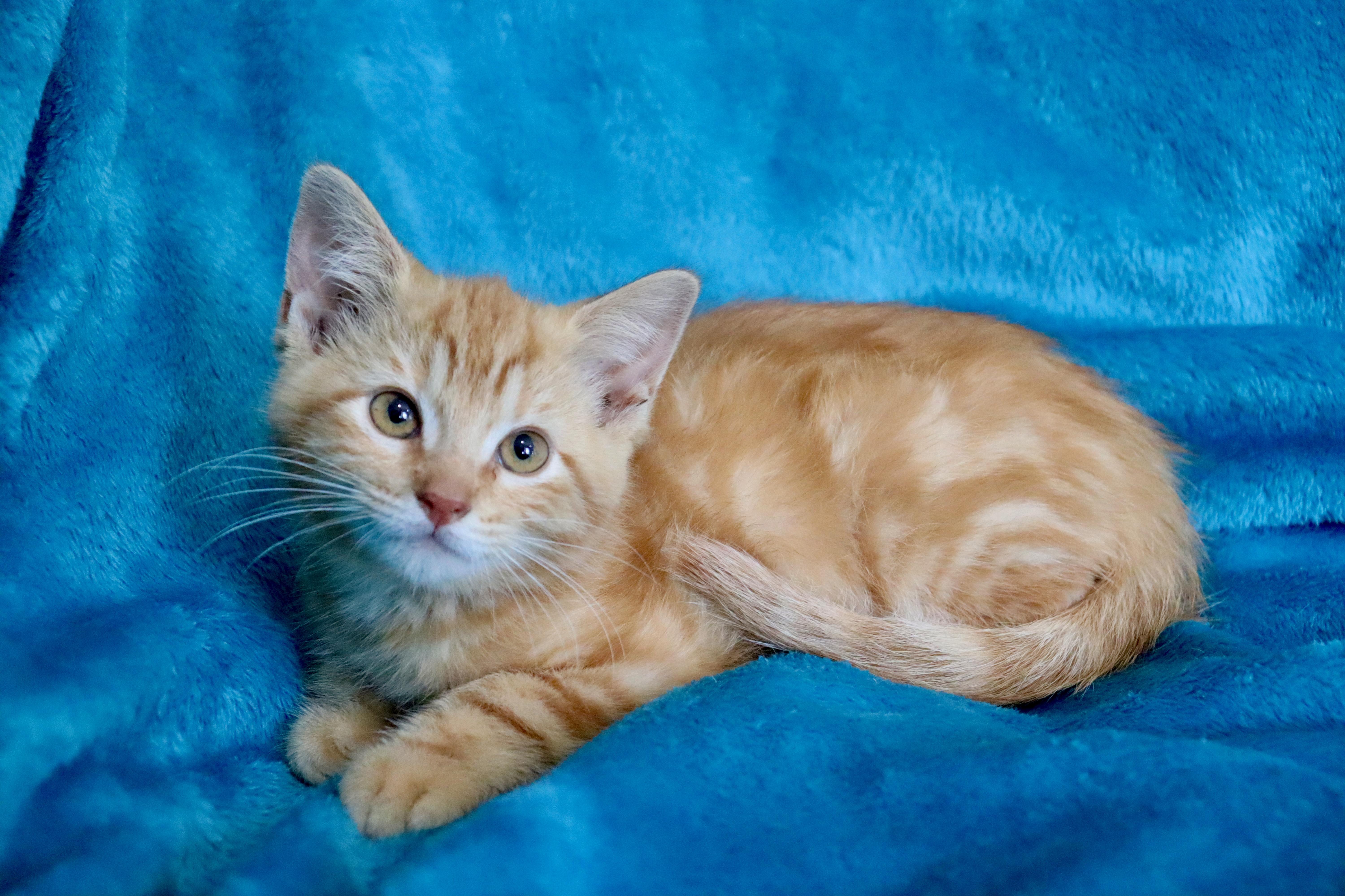 Clementine, an adopted mixed breed in Saint Augustine, FL image 2/5