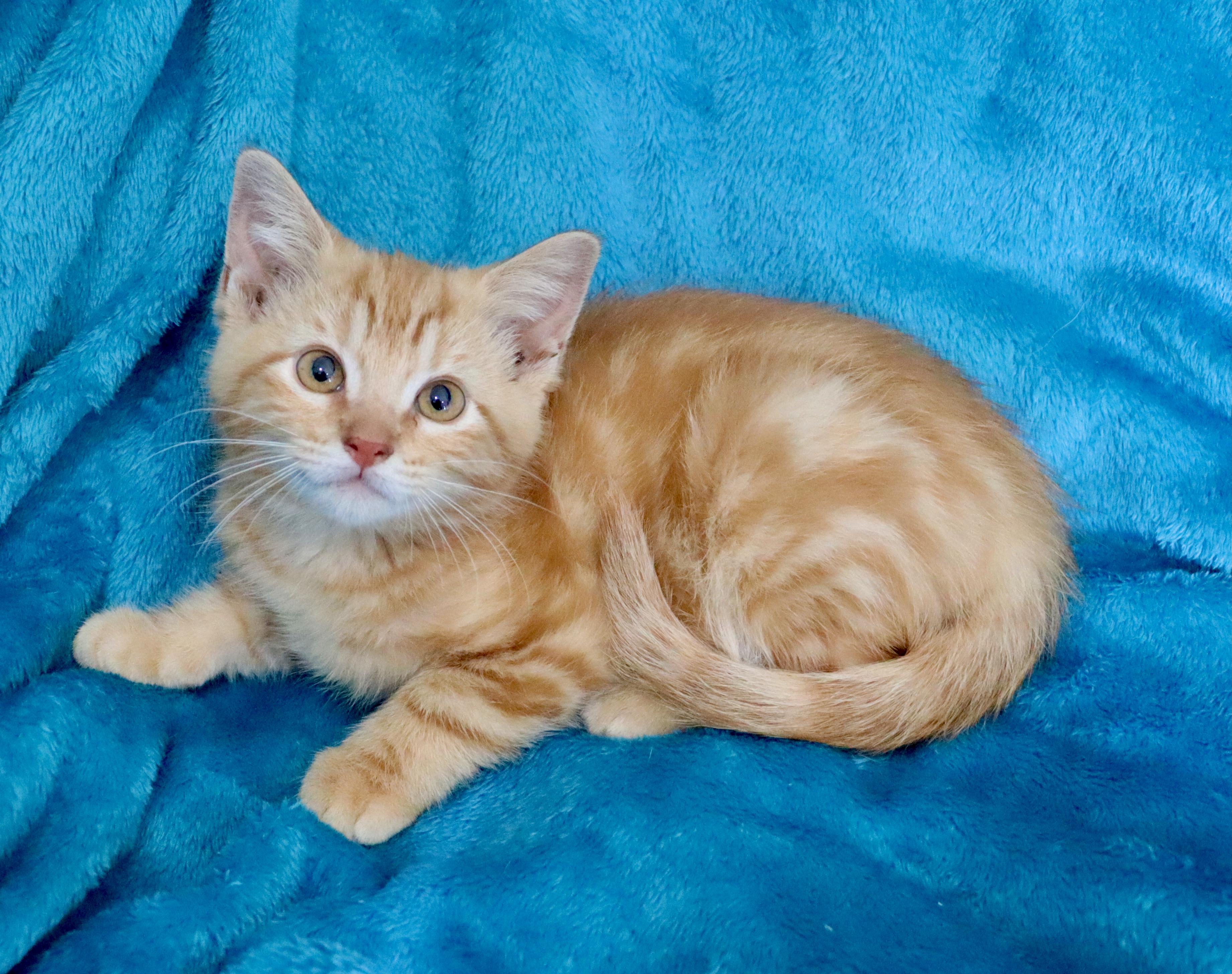 Clementine, an adopted mixed breed in Saint Augustine, FL image 4/5