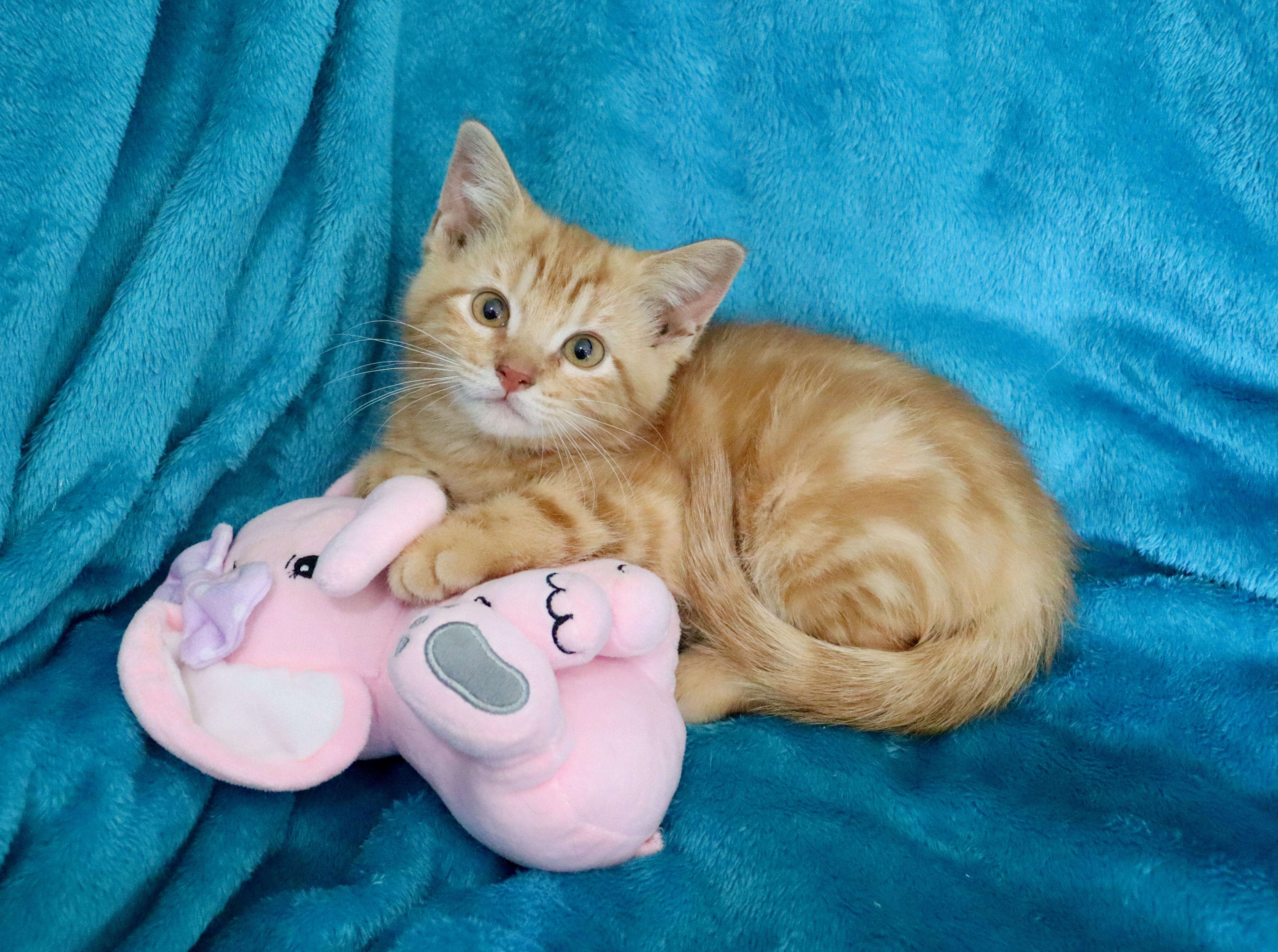 Clementine, adopted, Kitten Female Tabby.