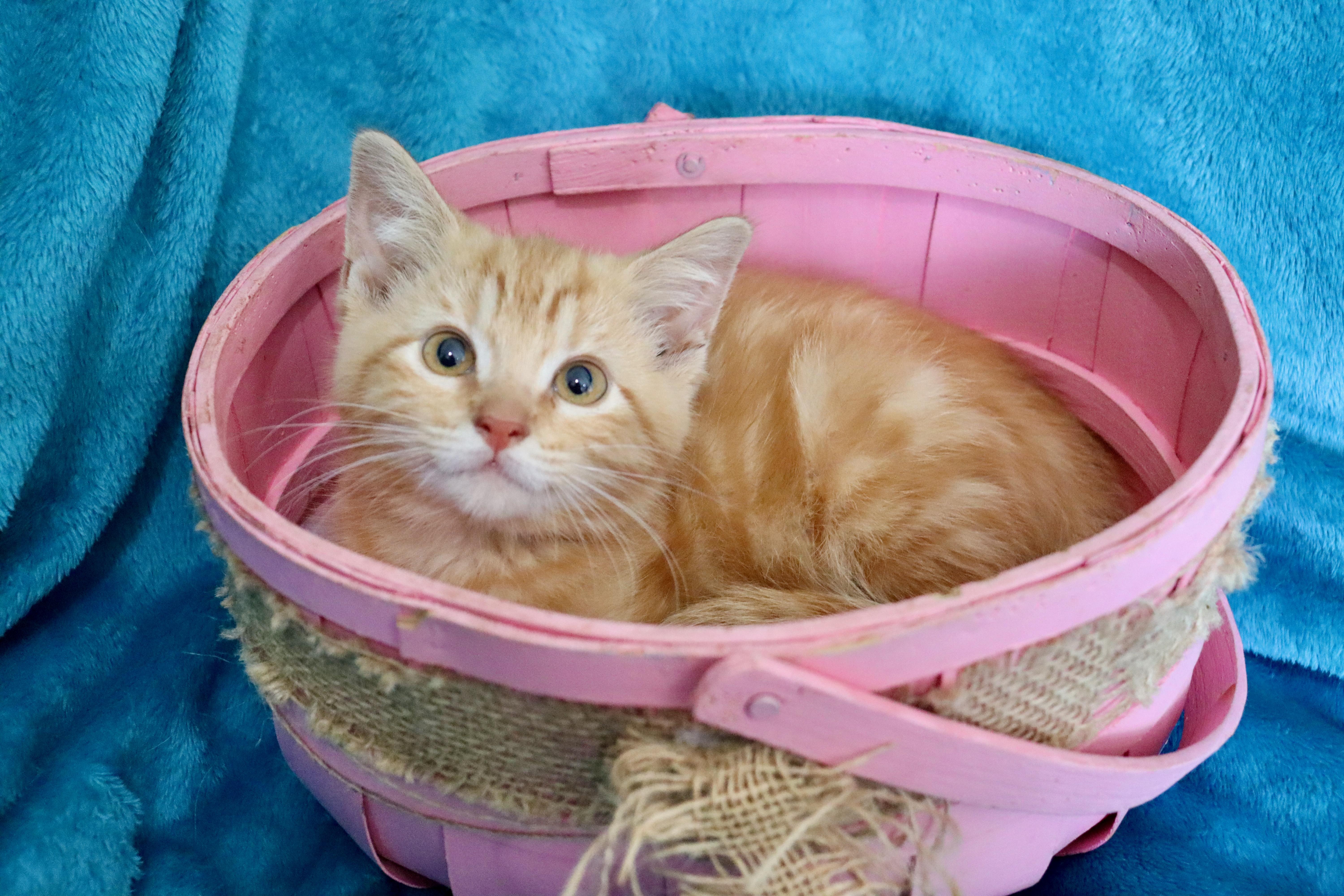 Clementine, an adopted mixed breed in Saint Augustine, FL image 3/5