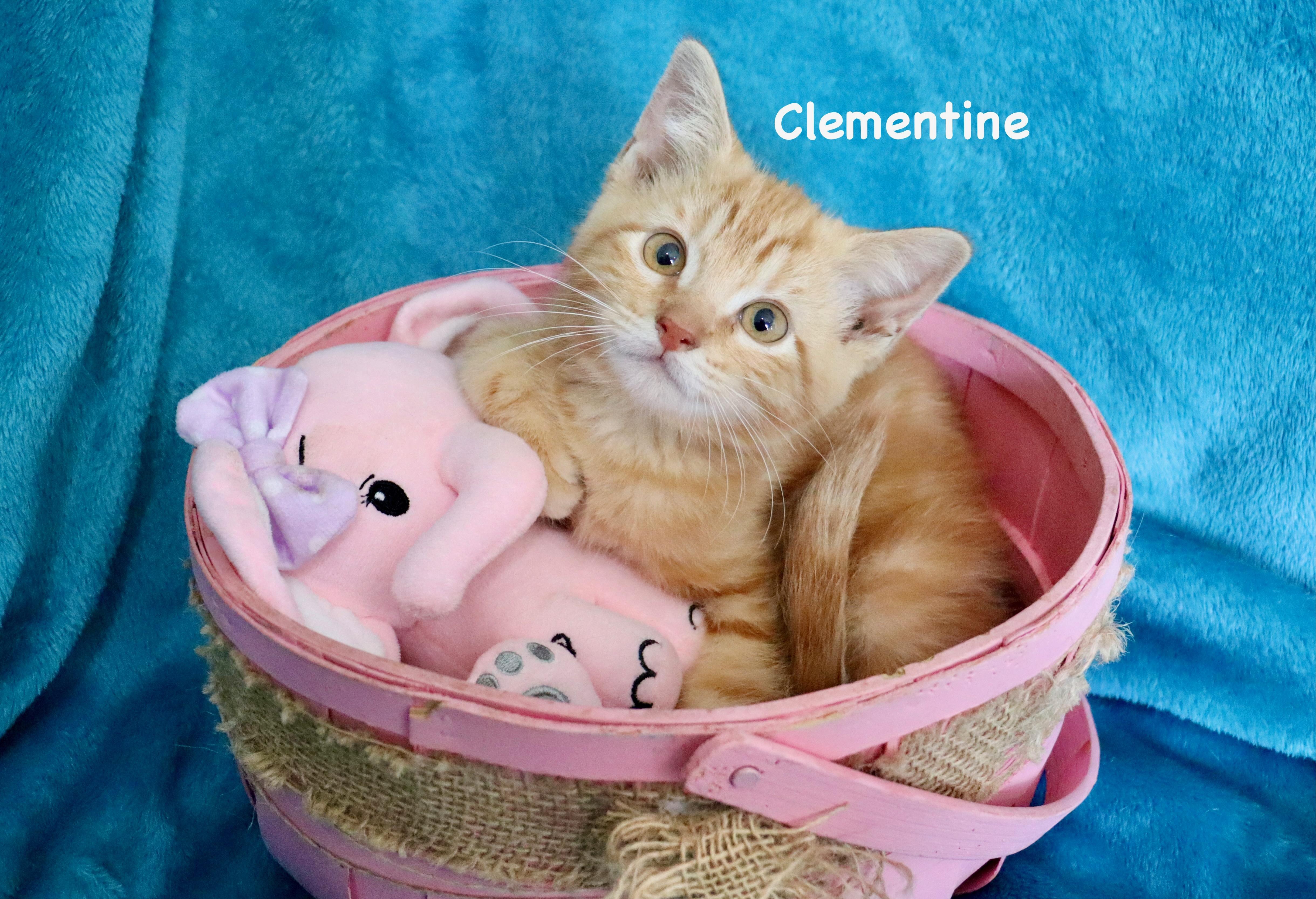 Clementine, an adopted mixed breed in Saint Augustine, FL image 5/5