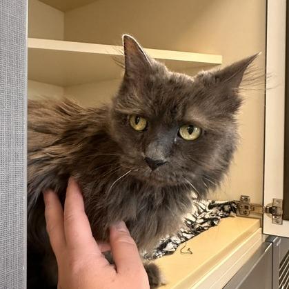 Cora, Adoptable, Senior Female Domestic Long Hair.