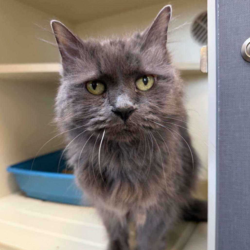 Enlarge Cora, a Adoptable Domestic Long Hair in Cody, WY image 2/3