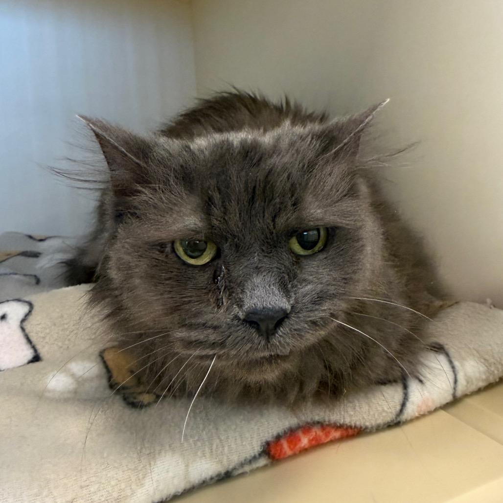 Enlarge Cora, a Adoptable Domestic Long Hair in Cody, WY image 3/3