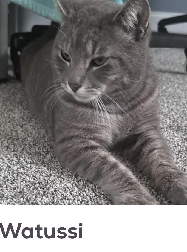 Watussi, ADOPTABLE, Young Male Domestic Short Hair.