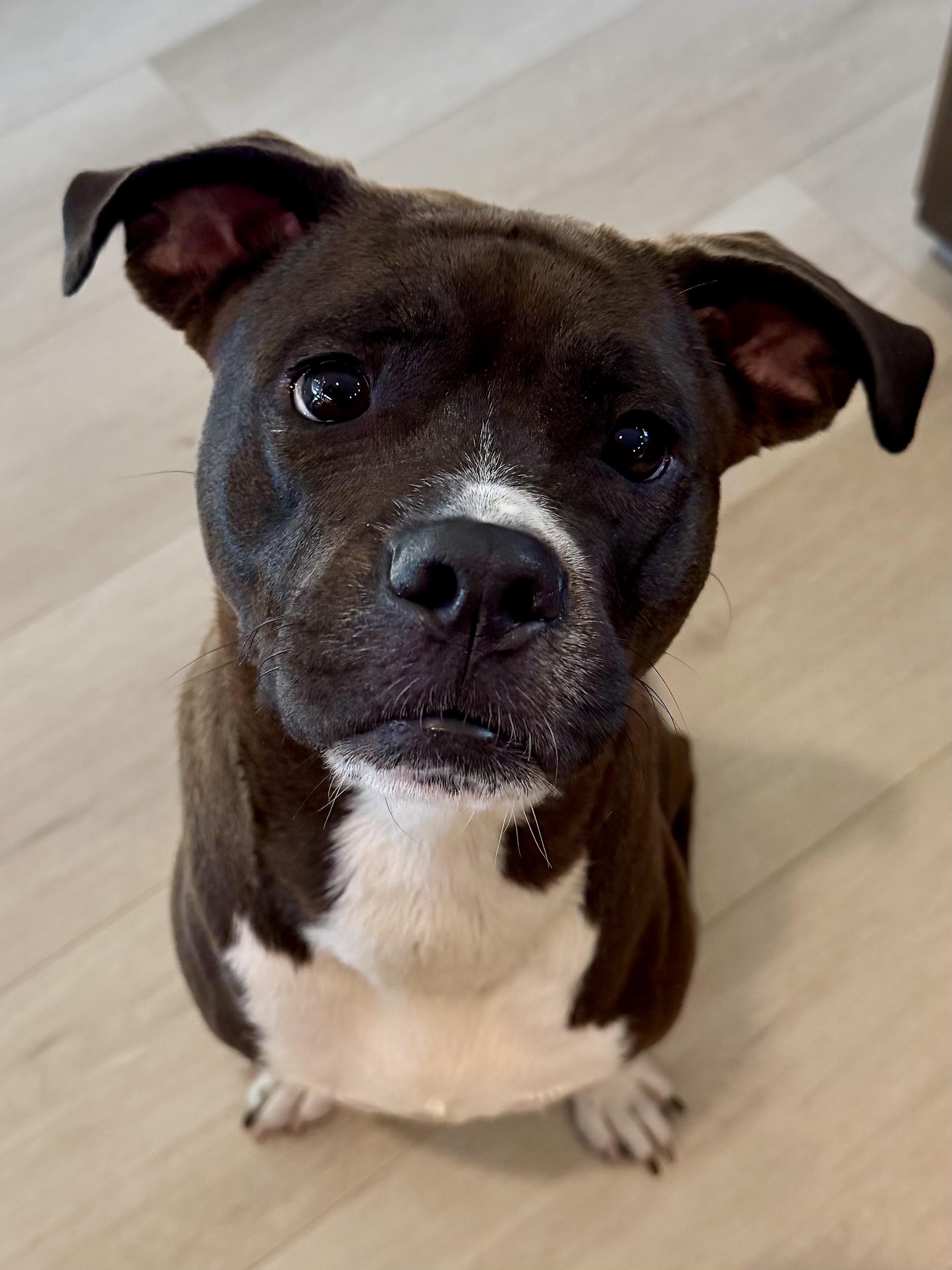 Enlarge Flower, a Adoptable mixed breed in Portland, OR image 1/6