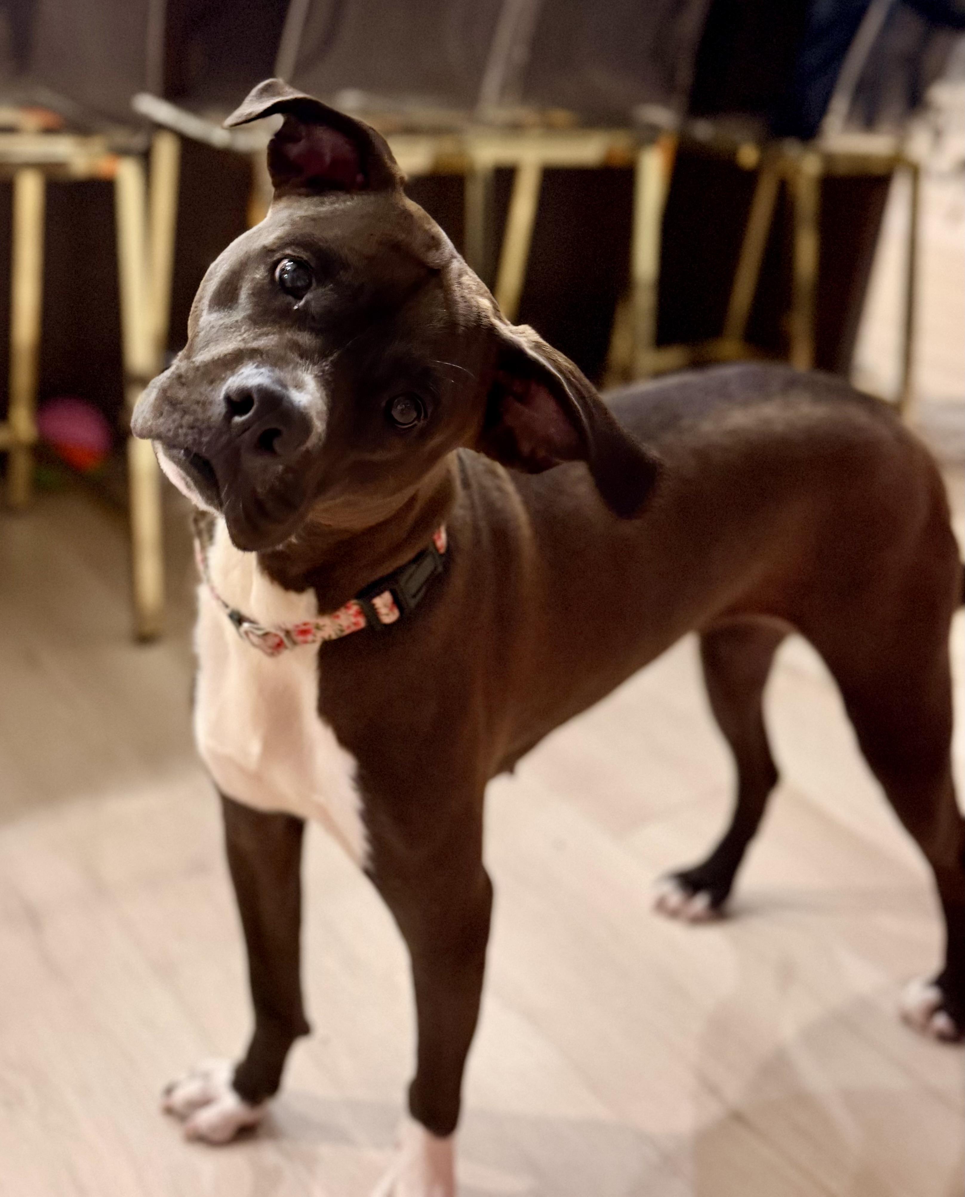 Enlarge Flower, a Adoptable mixed breed in Portland, OR image 3/6