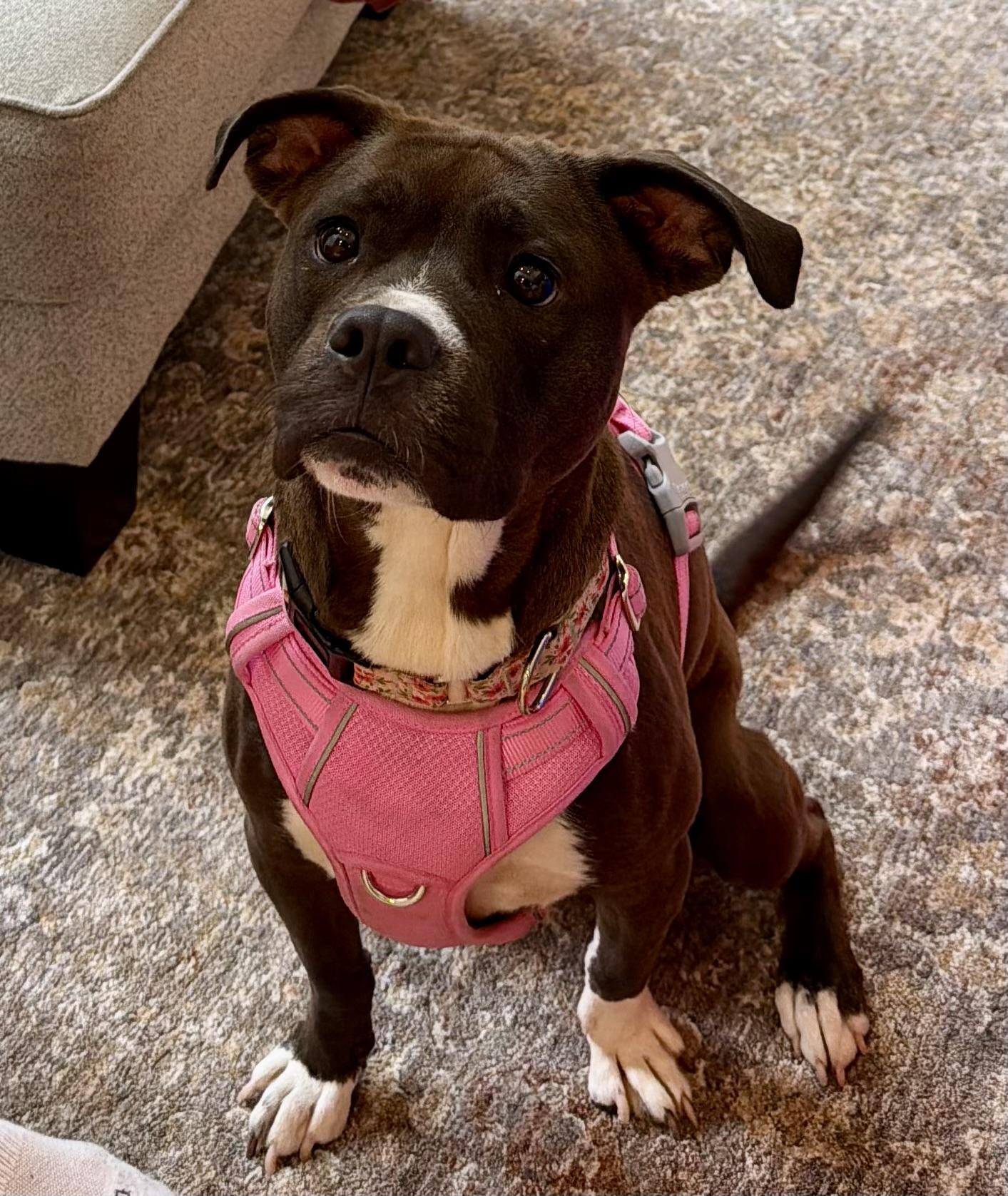 Enlarge Flower, a Adoptable mixed breed in Portland, OR image 4/6