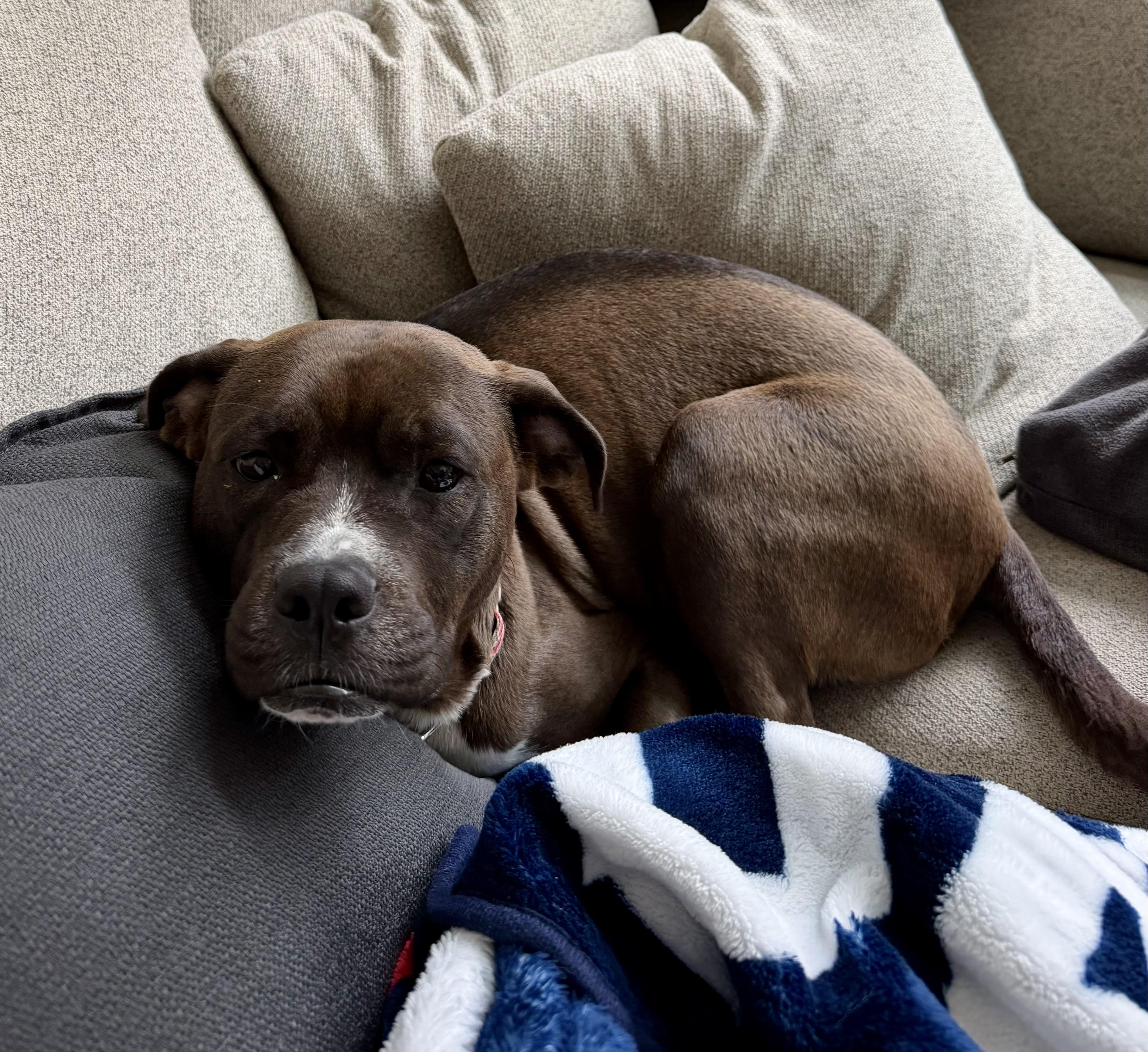 Enlarge Flower, a Adoptable mixed breed in Portland, OR image 5/6