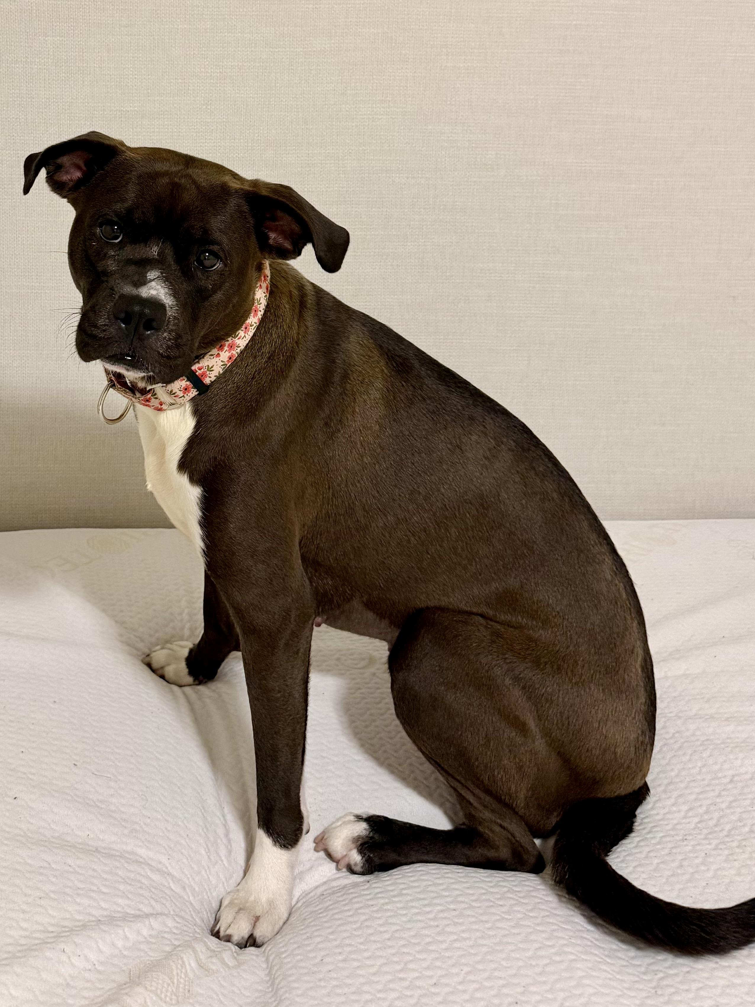 Enlarge Flower, a Adoptable mixed breed in Portland, OR image 6/6