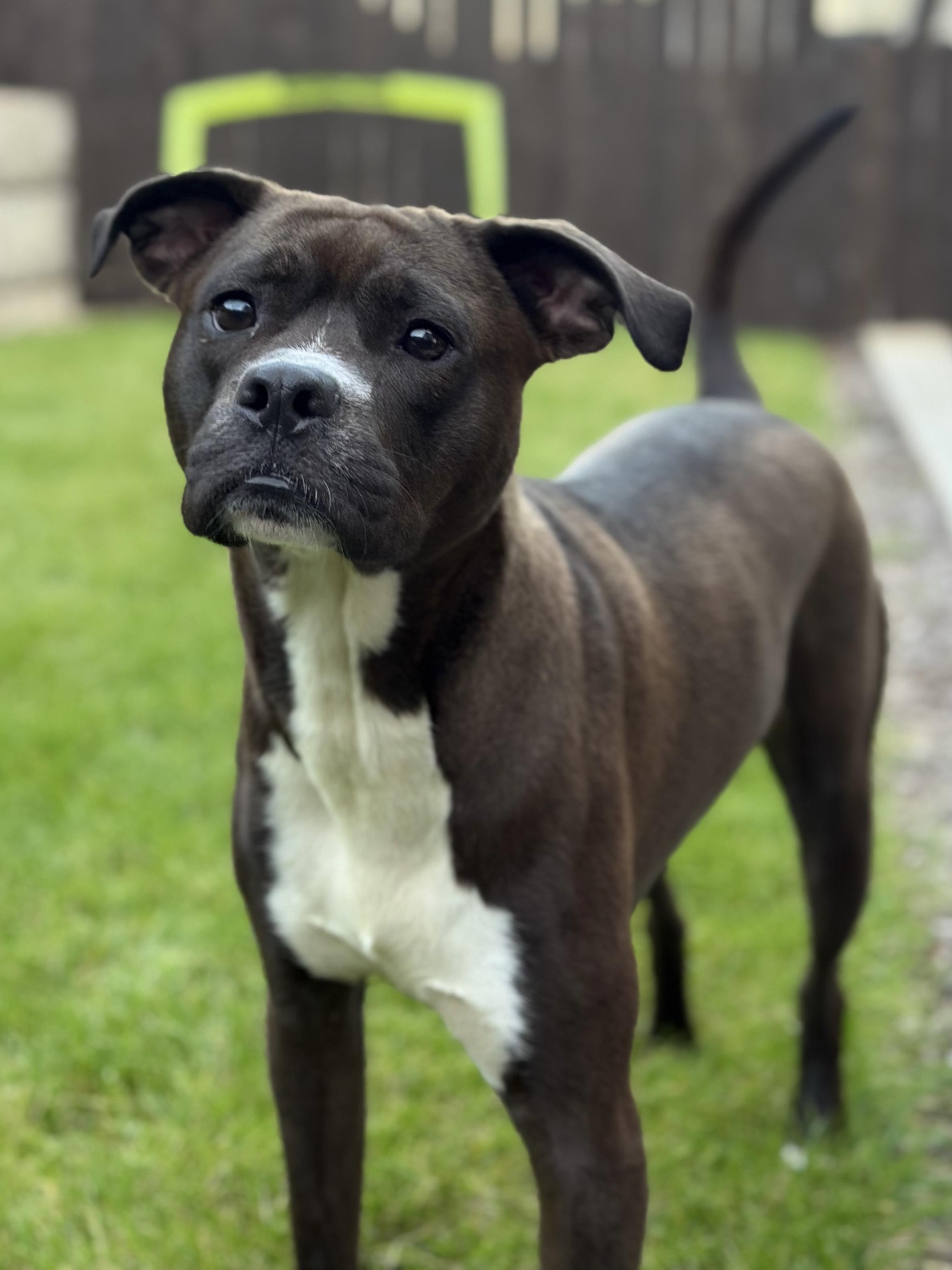 Enlarge Flower, a Adoptable mixed breed in Portland, OR image 2/6